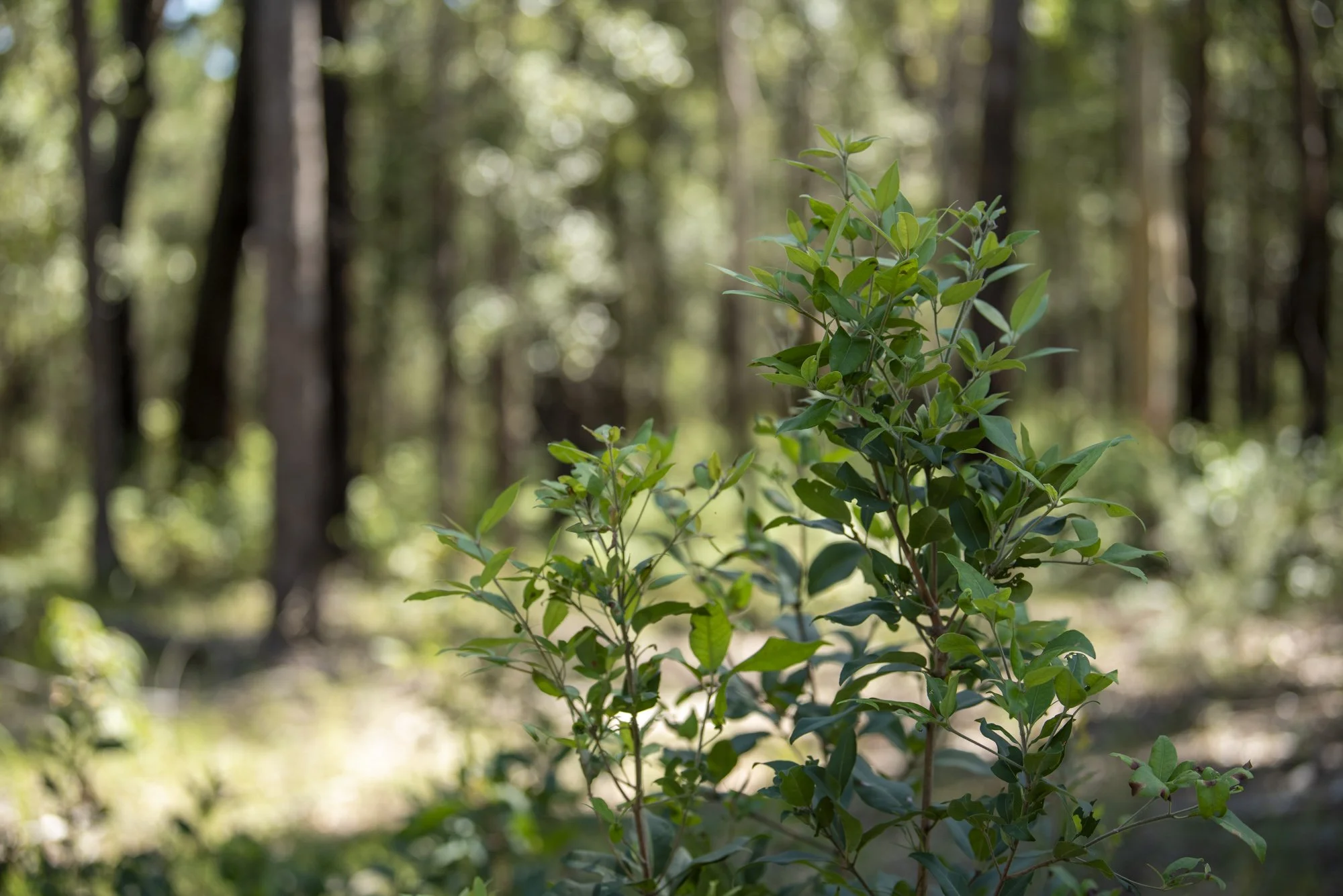 WEB 2 Parnell Rd Tomerong-40.jpg