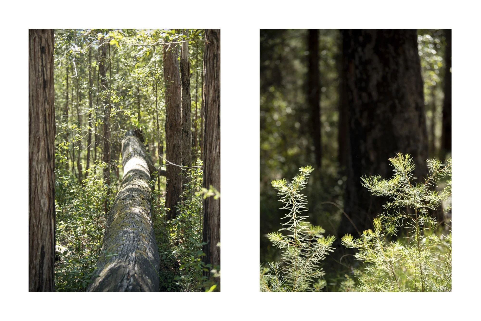 WEB 2 Parnell Rd Tomerong-38.jpg