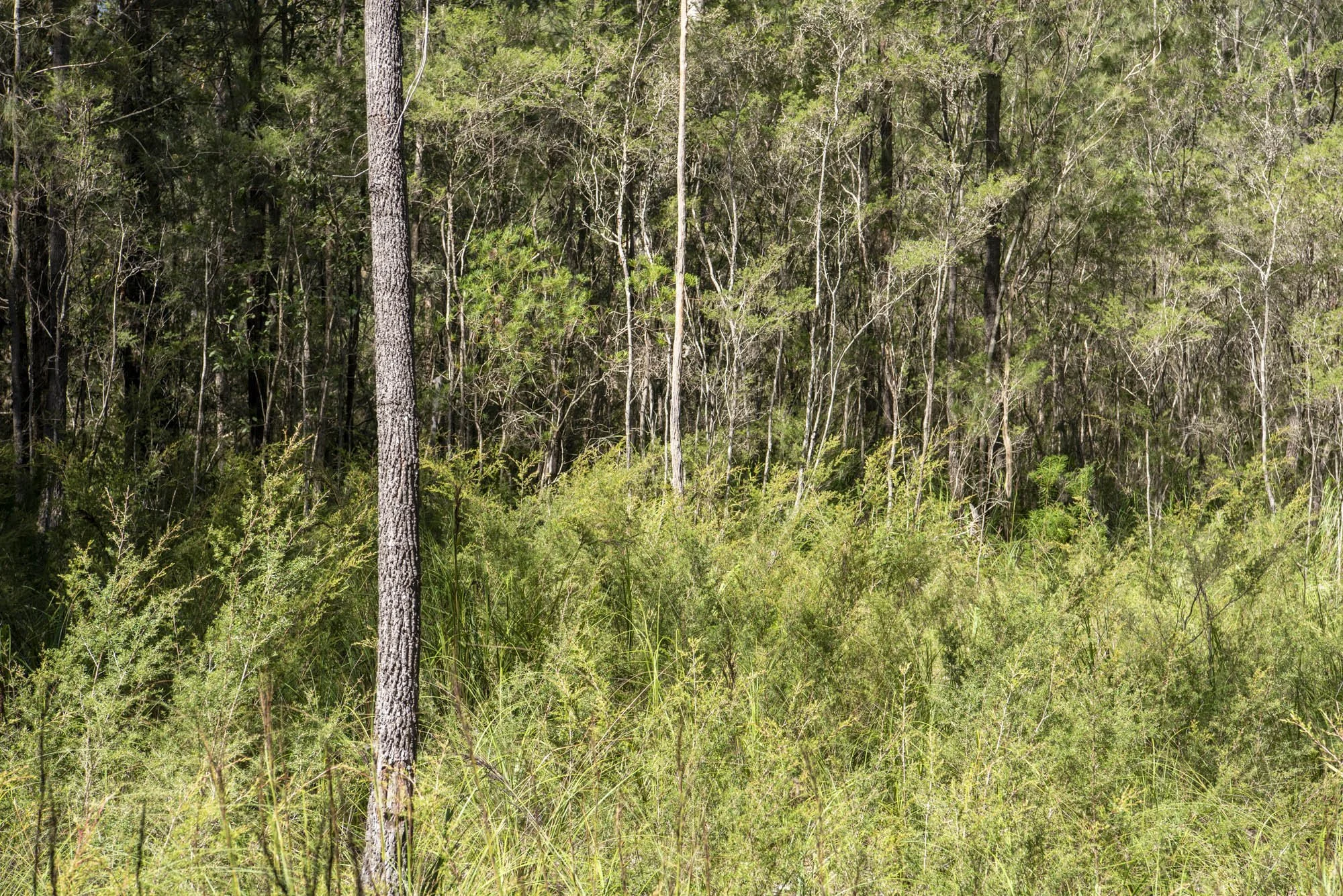 WEB 2 Parnell Rd Tomerong-22.jpg