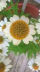 IMG_0763.jpeg