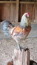 IMG_0755.jpeg