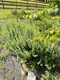 IMG_0749.jpeg