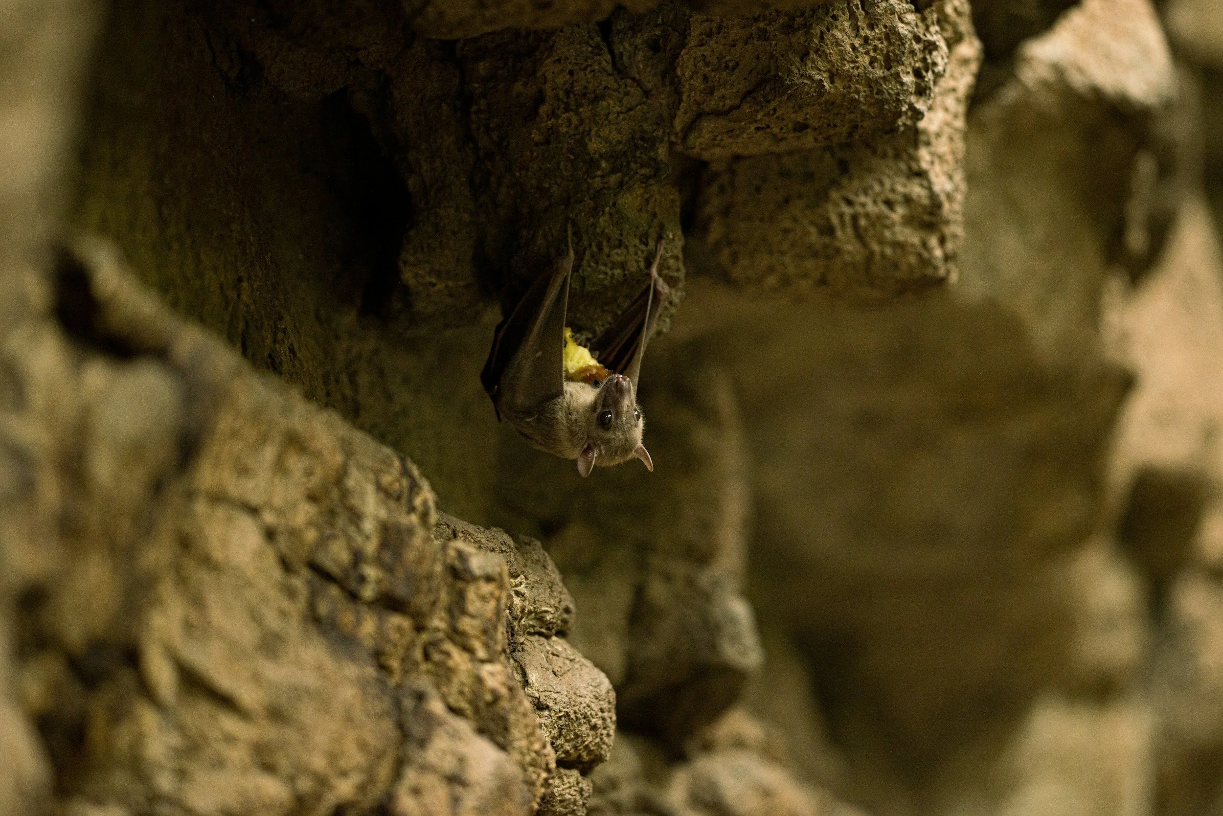 Bat Guano Cleanup: Costs, Health Risks, and Best Practices