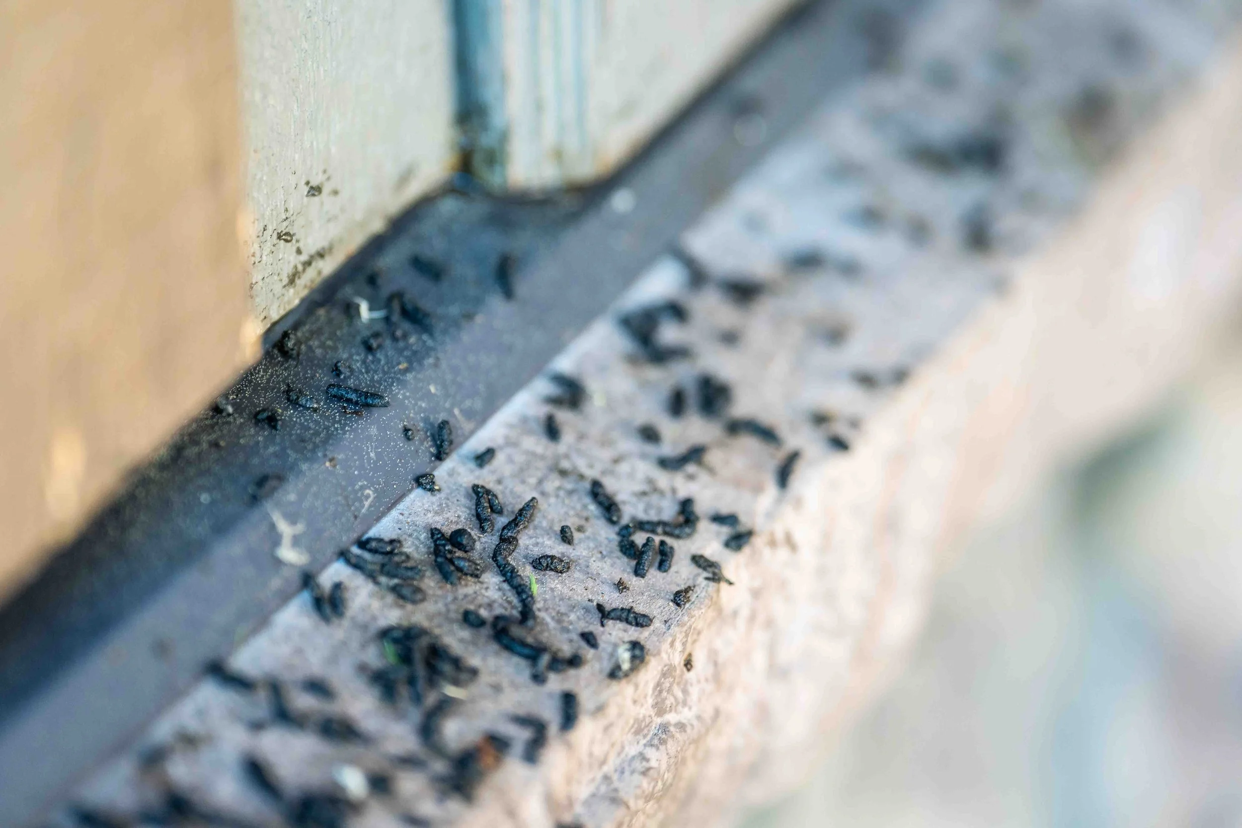 What Are the Health Risks of Bat Guano?