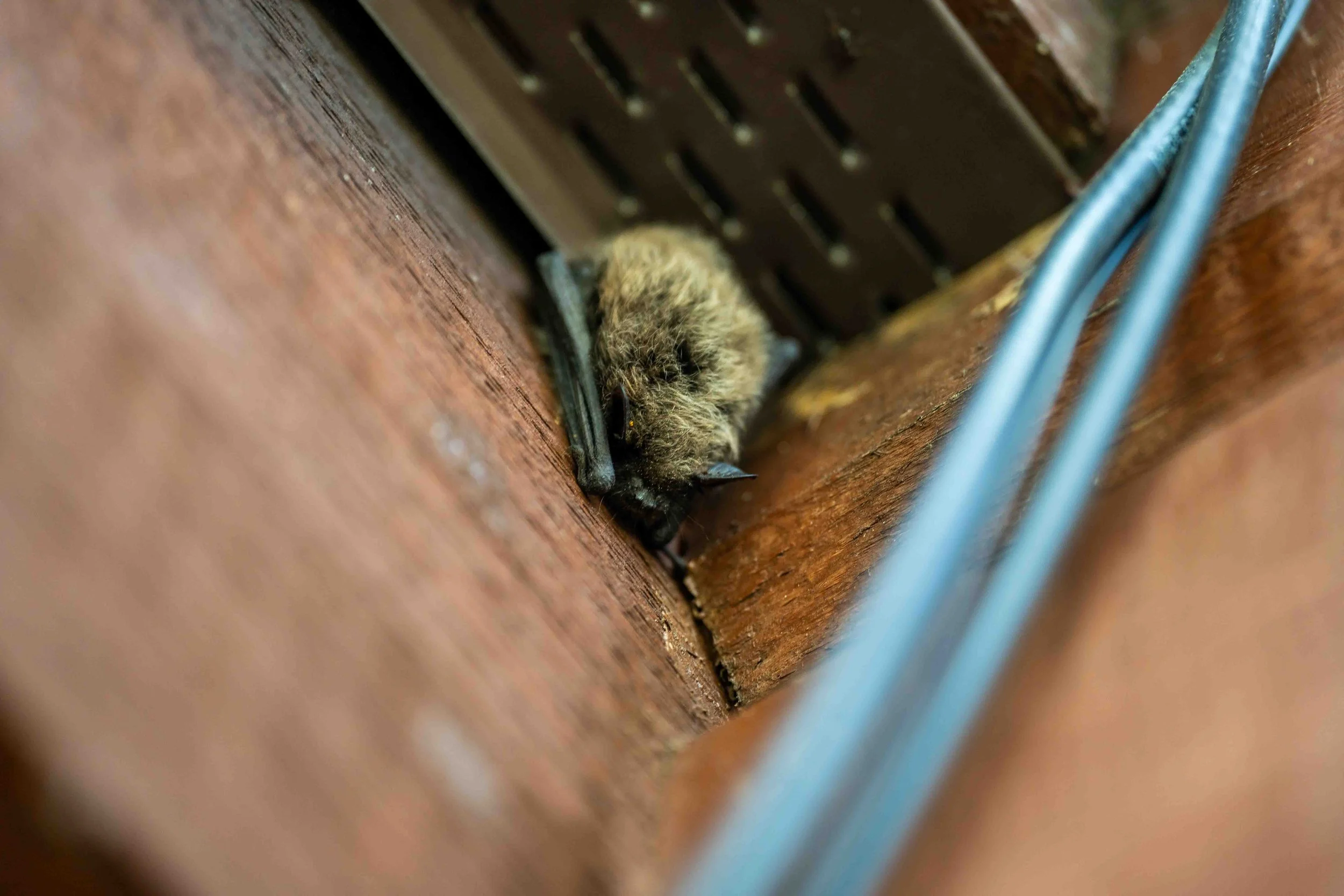 Why Do Bats Sit On The Outside of Homes or Buildings During the Day?