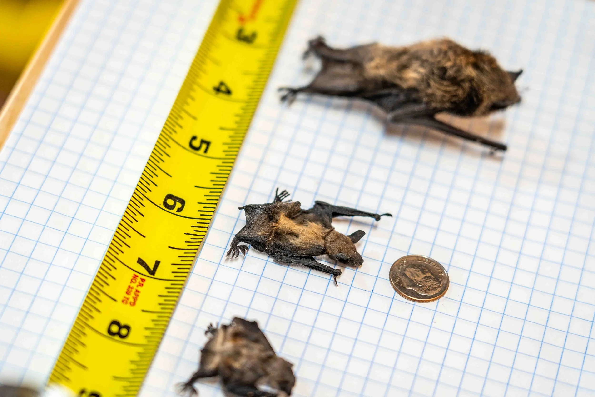 How Small Are Bats in Colorado? Why Size Matters for Bat Exclusion