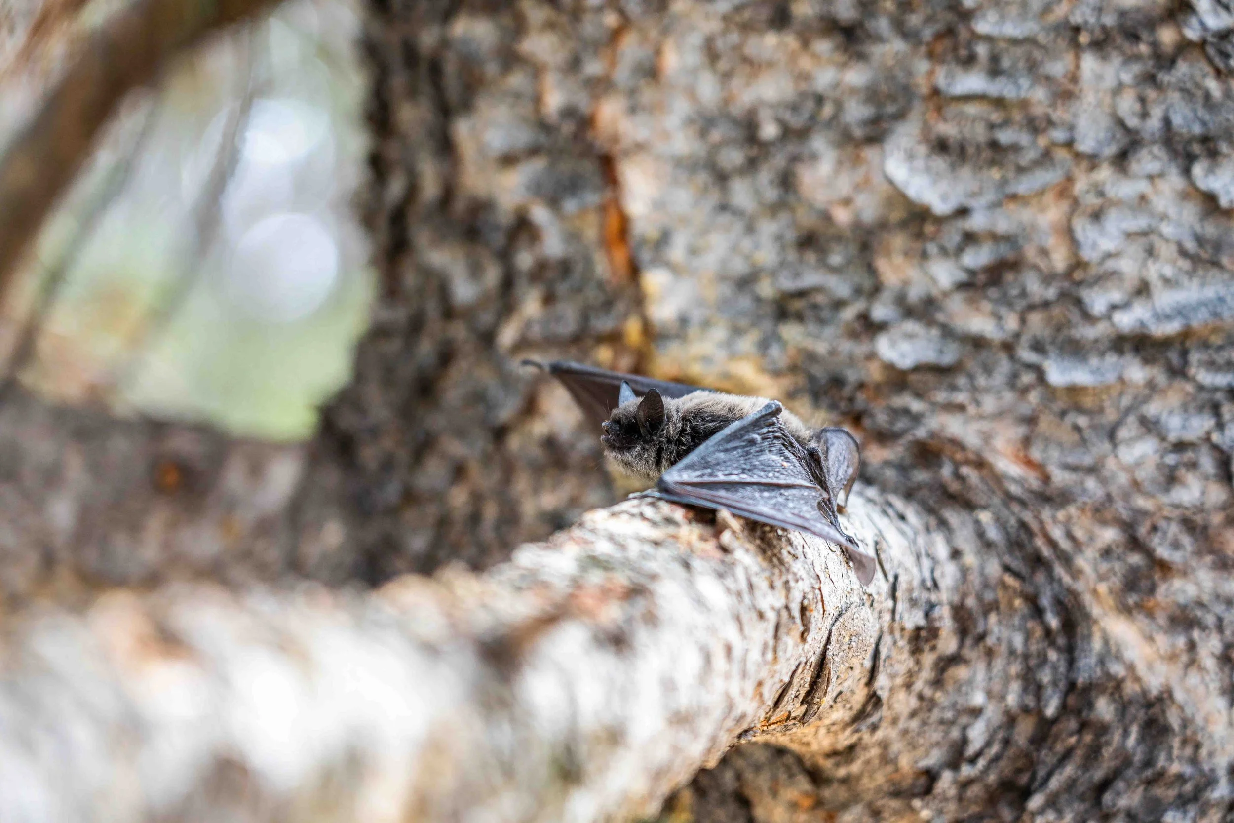 What Happens to a Bat Colony After Exclusion?