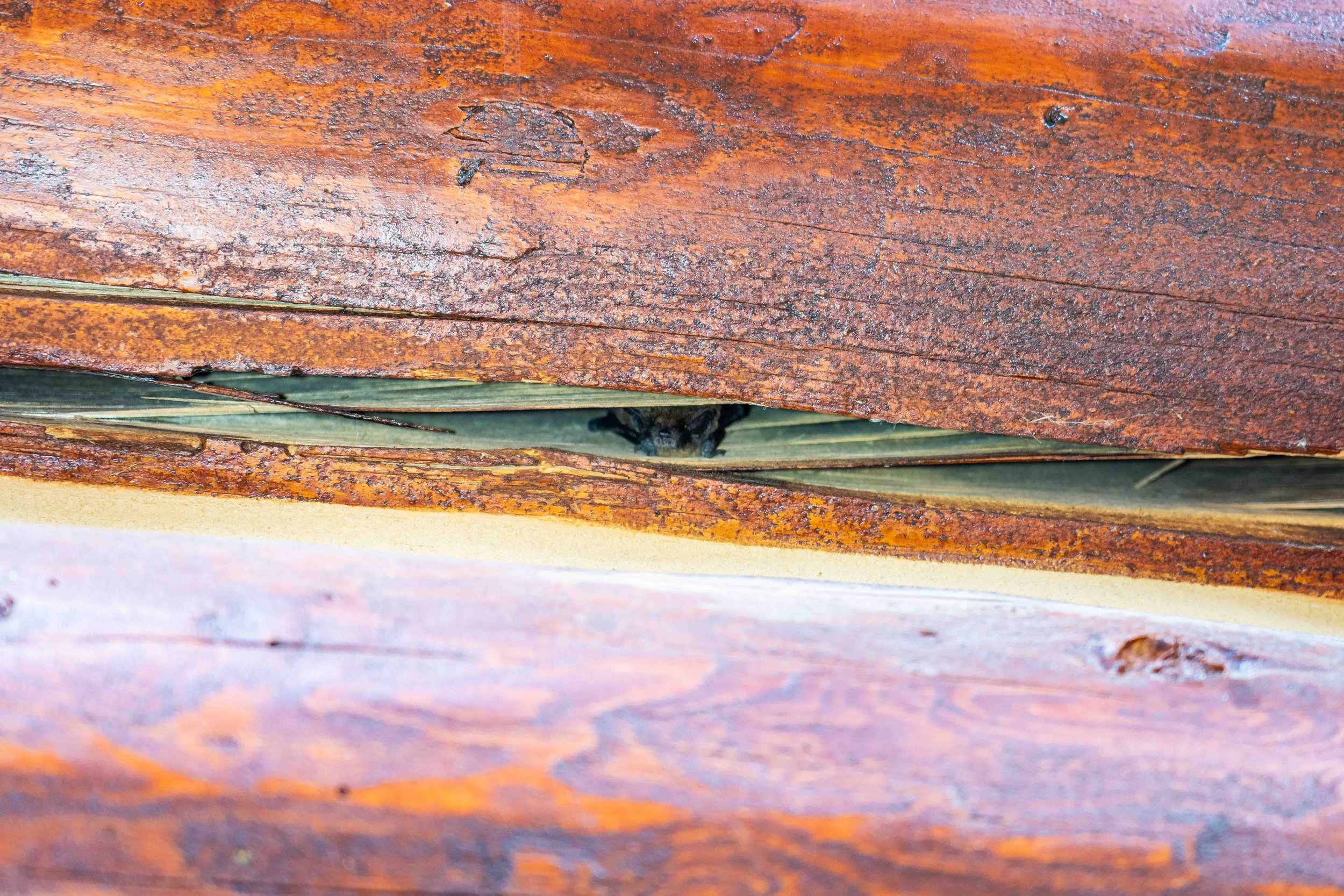 Close-up of a gap between wooden planks, with a bat partially visible in the gap.
