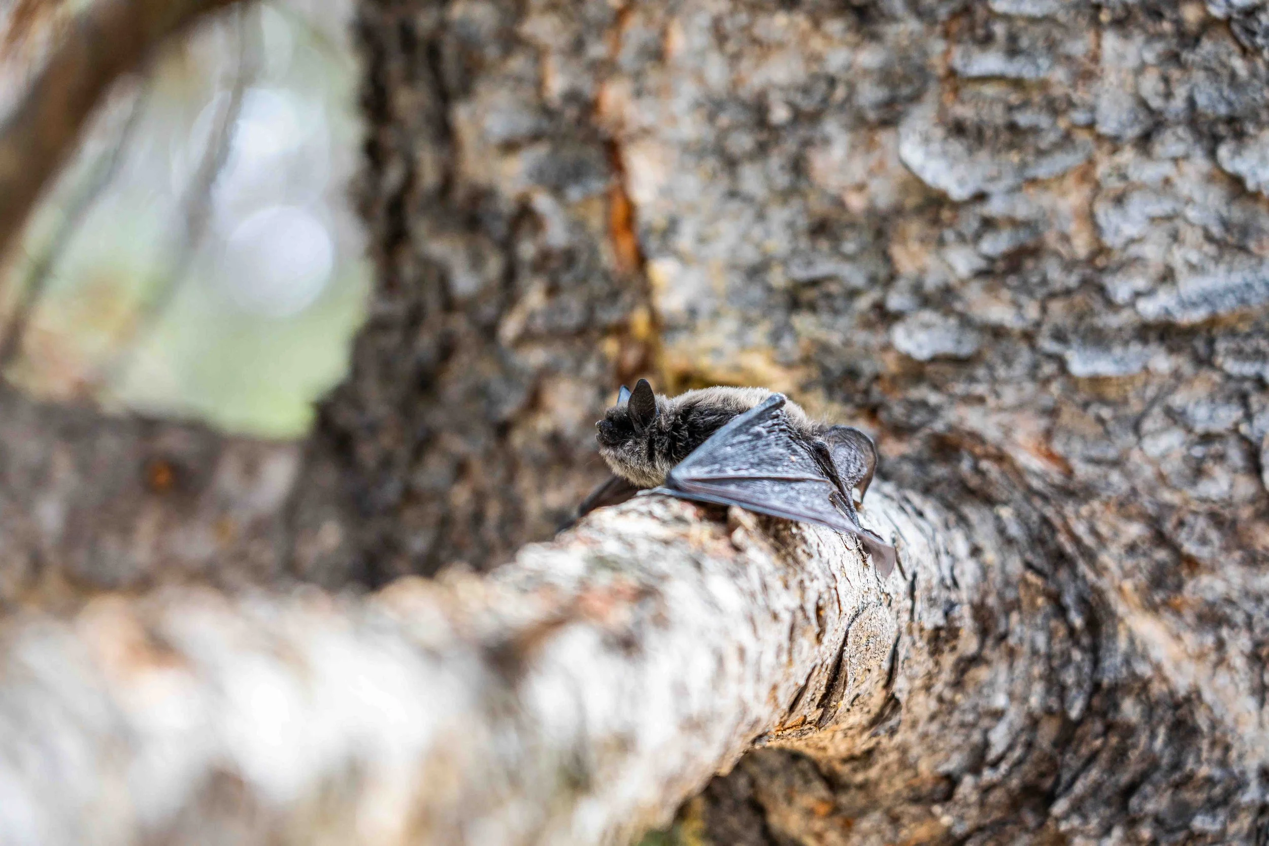 Bat in a tiny crevice