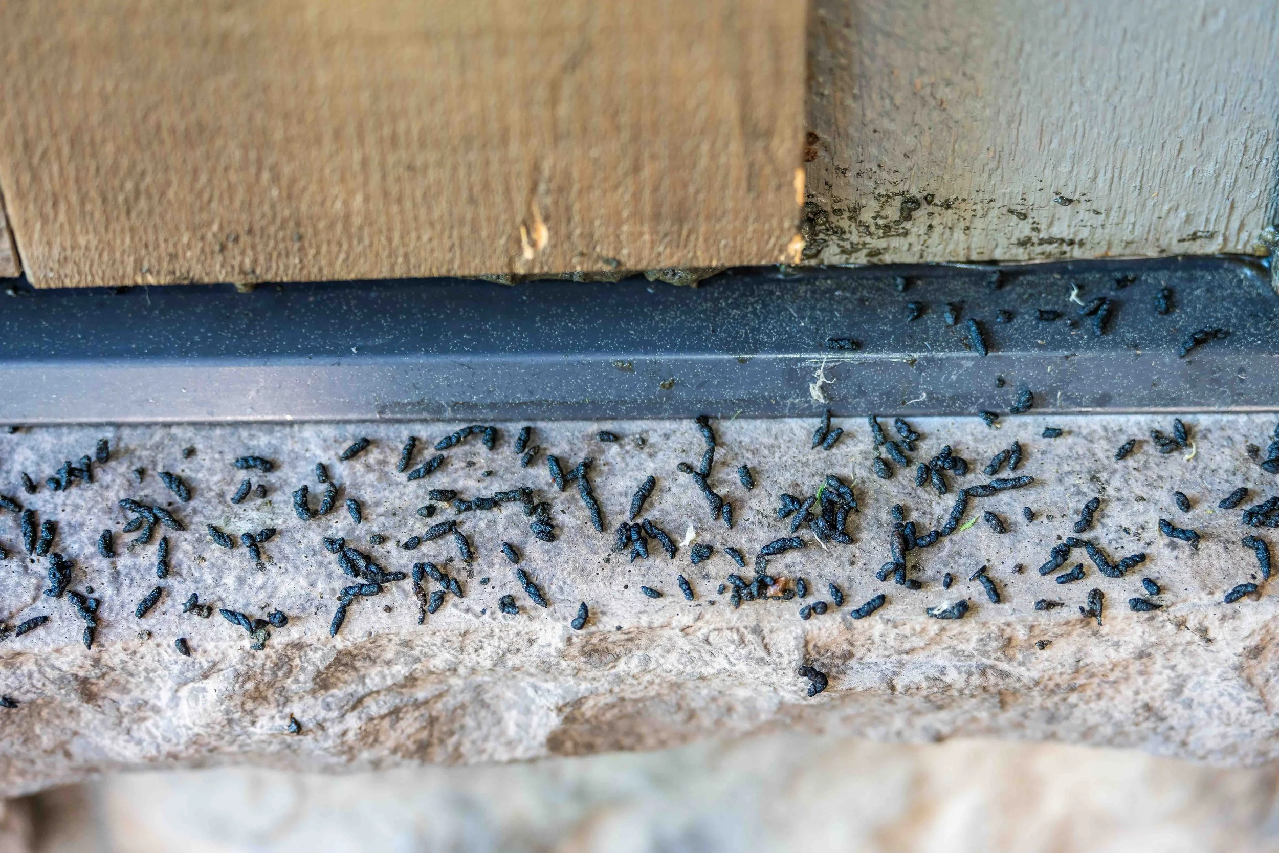 Guano, or bat poop, on a concrete surface near a wooden and metal structure