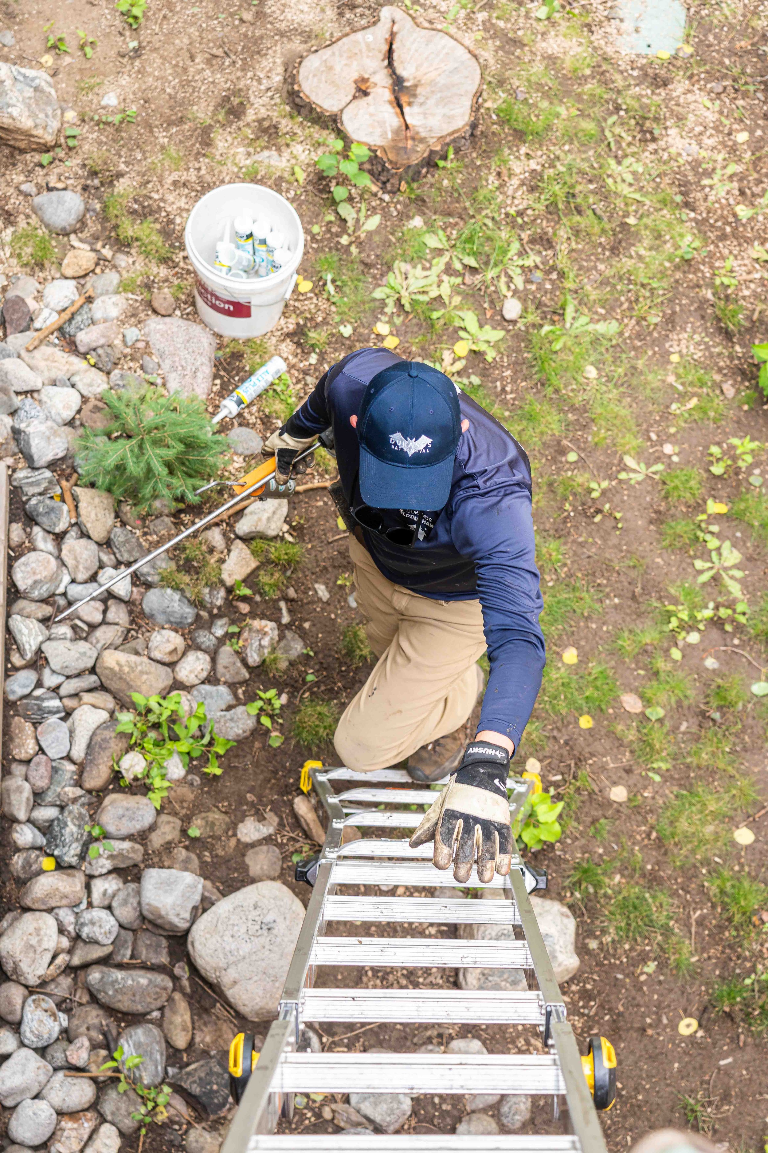 A bat removal technician starting work by climbing a ladder for inspecting and proper bat proofing