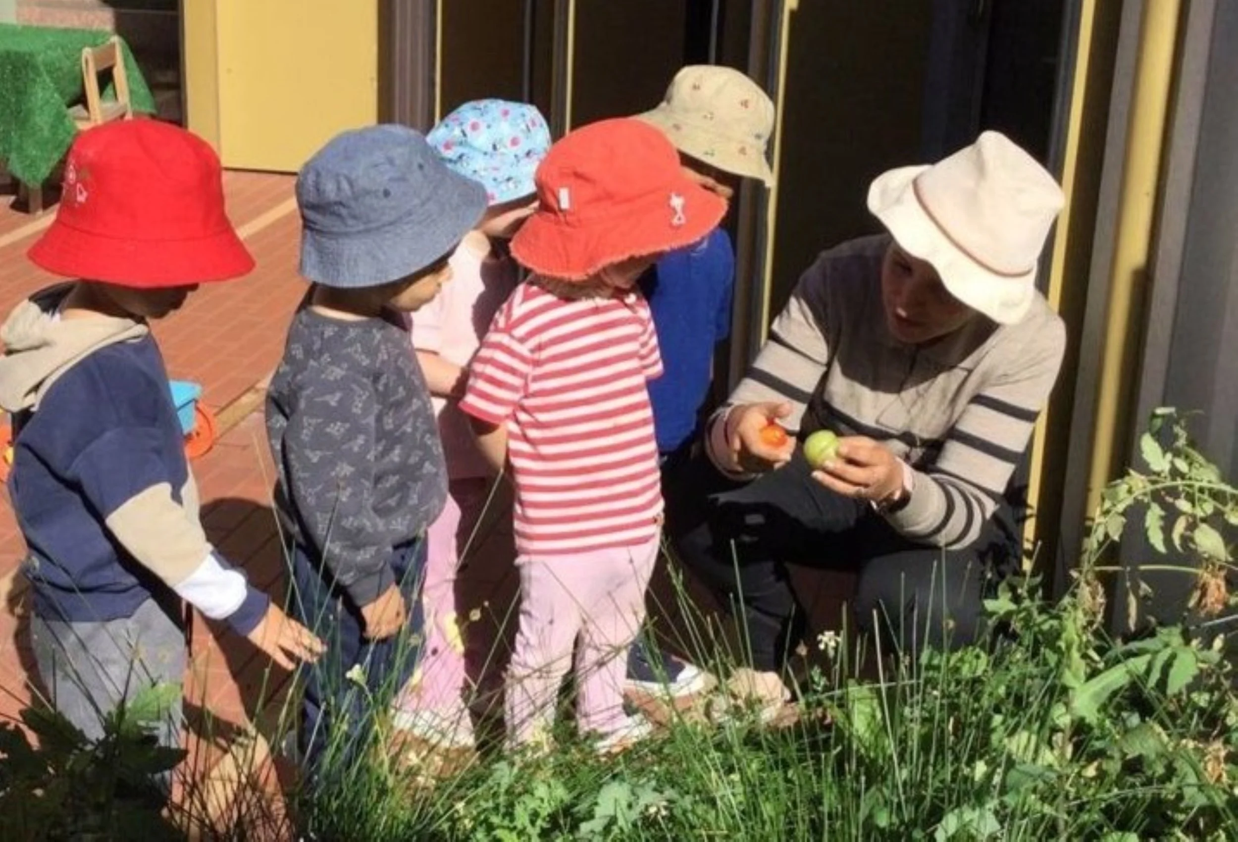 At St Mary's Children Centre, Kensington Victoria, a group of children wearing colorful hats, standing outdoors, listening to a teacher holding two tomatoes, and discussing sustainability, gardening and plant growth, with a garden in the foreground.