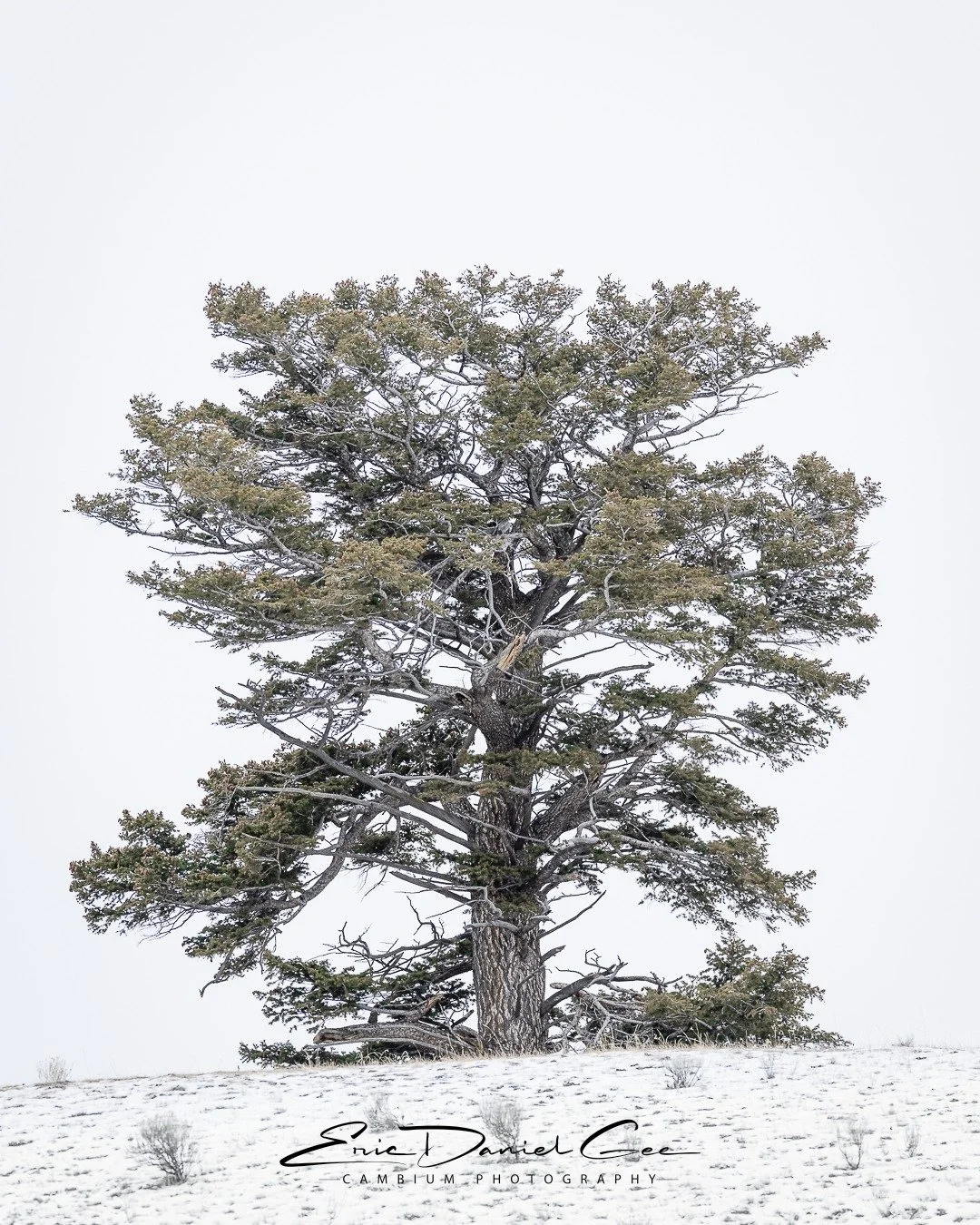 Unmistakably different, this evergreen stands with a flat top, an uncommon silhouette that makes you pause and wonder. Maybe its crown was snapped by a severe weather event long ago. Whatever the cause, it remains.

Despite its unusual shape, the tre