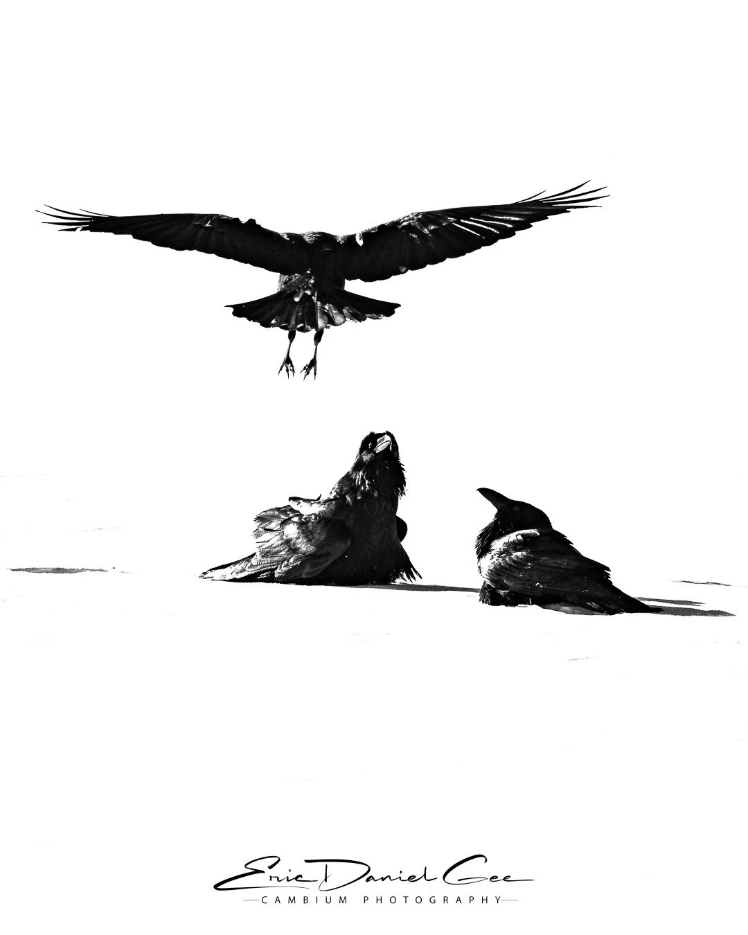 A Sudden Unkindness

As lenses locked onto a nearby coyote, my attention shifted to a quieter moment unfolding in the snow. Two Common Ravens (Corvus corax) sat patiently when a third suddenly entered the frame. I had just enough time to lock focus b