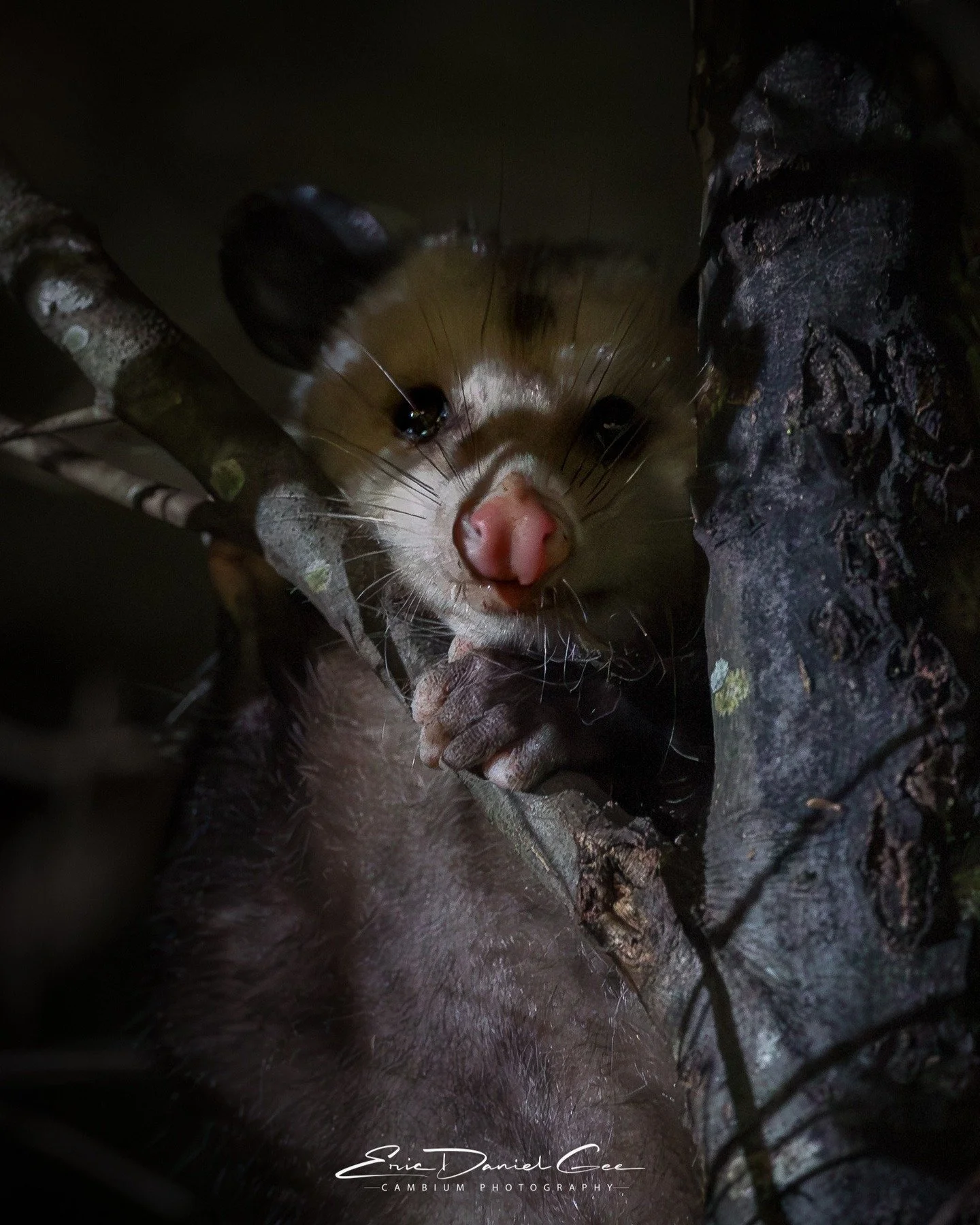 It was after midnight when Woody decided it was time to go out. I flipped on the outdoor lights and stepped out with him into the stillness. No mosquitoes yet&hellip; a rare gift on a Louisiana night.

I wandered down to the fenceline and just stood 
