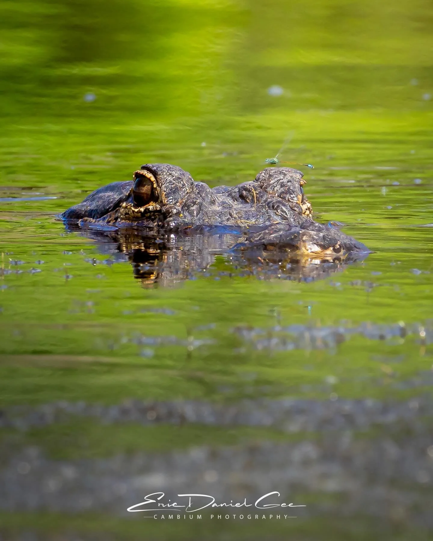 Stealth mode never looked so cool.

This gator was locked in, barely above the waterline, when a blue damselfly decided its left eye was the perfect landing spot. Not even a flinch. Just pure patience and peak stealth.