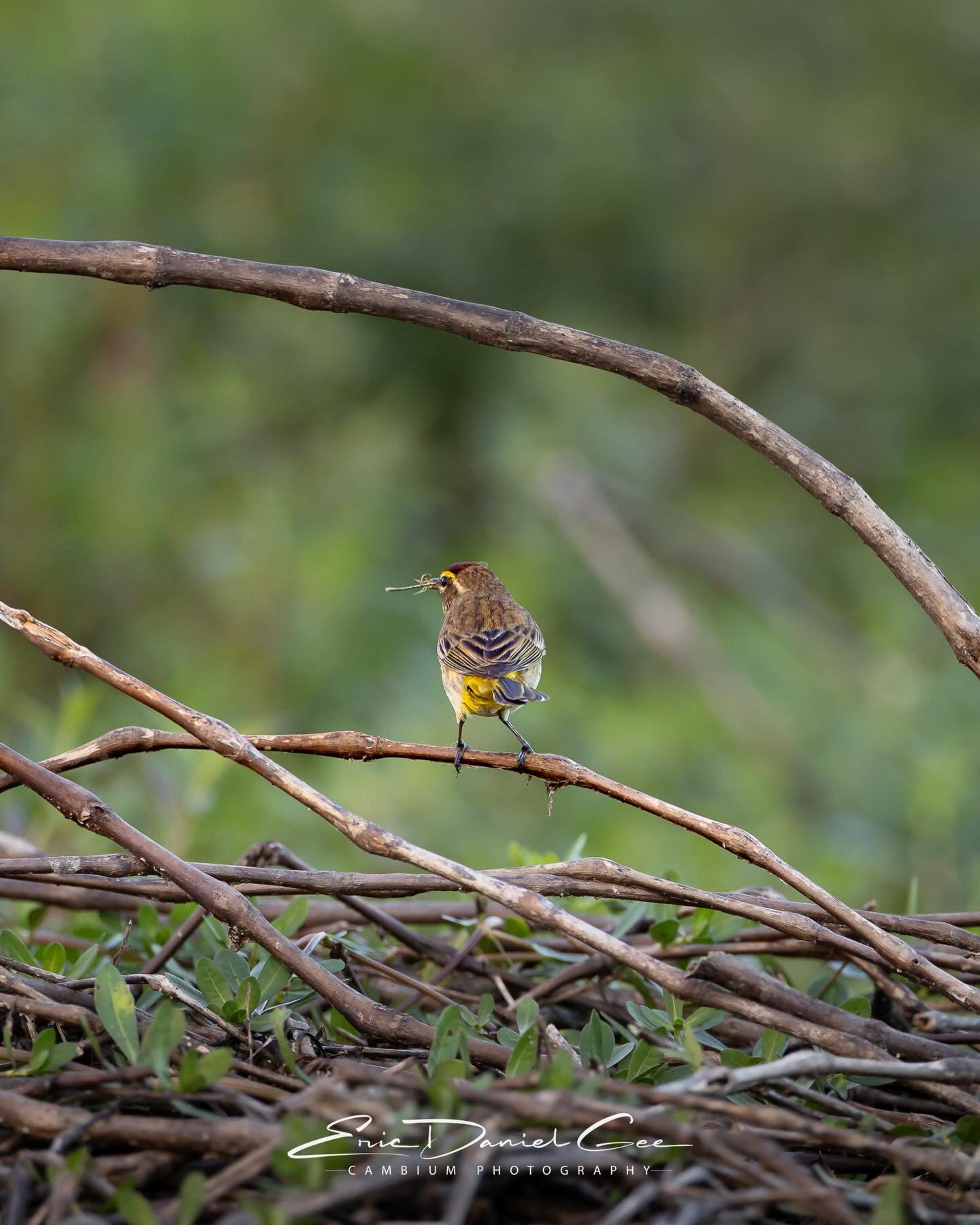 From gator&rsquo;s eye to palm warbler&rsquo;s beak. The circle of life moves fast out here. 😆