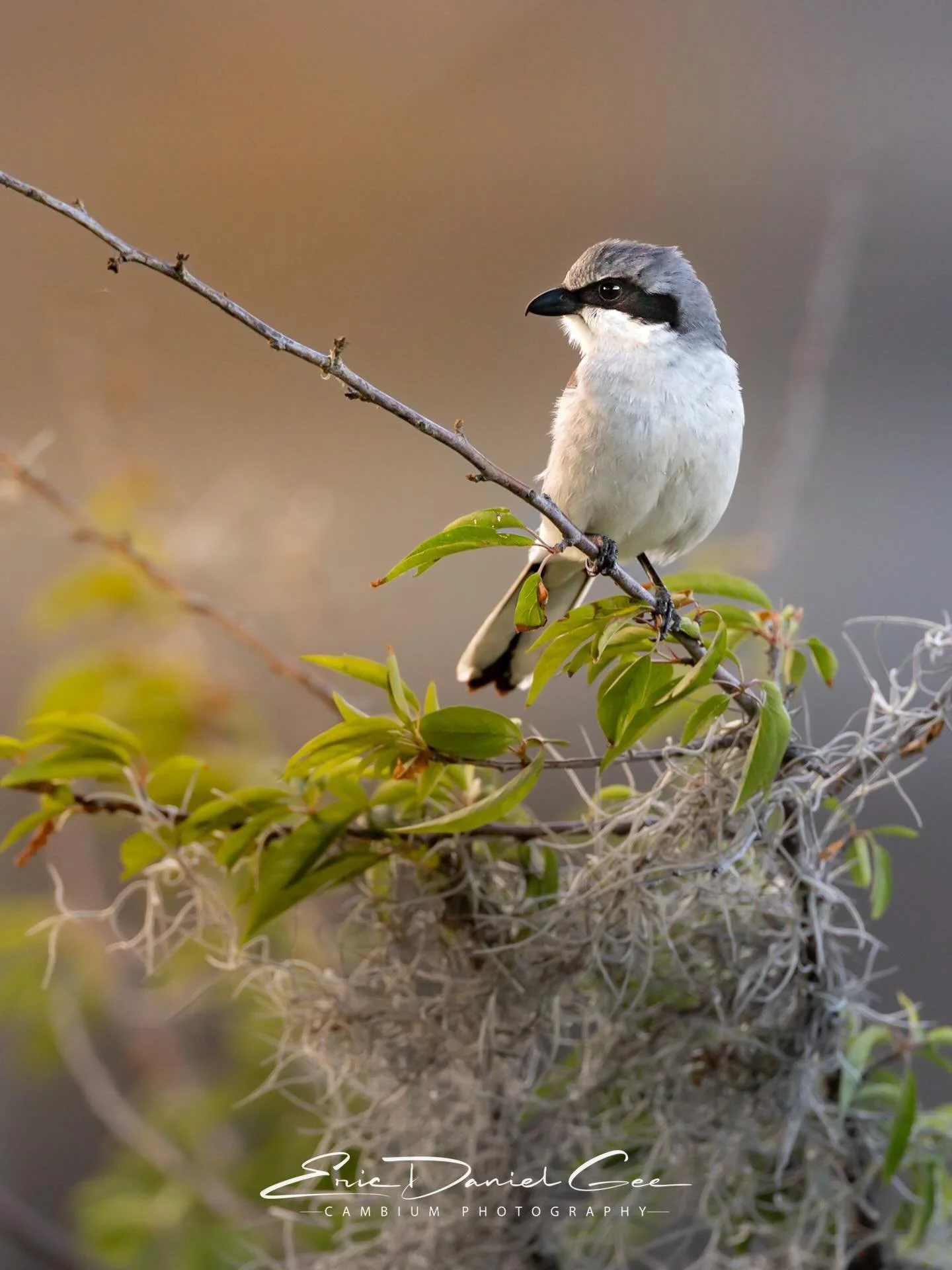 Caught this loggerhead shrike (Lanius ludovicianus) in the warm glow of golden hour. Known for its habit of impaling prey on thorns, this &ldquo;butcher bird&rdquo; earns its name not for size, but for its relatively large, blocky head&mdash;hence &l