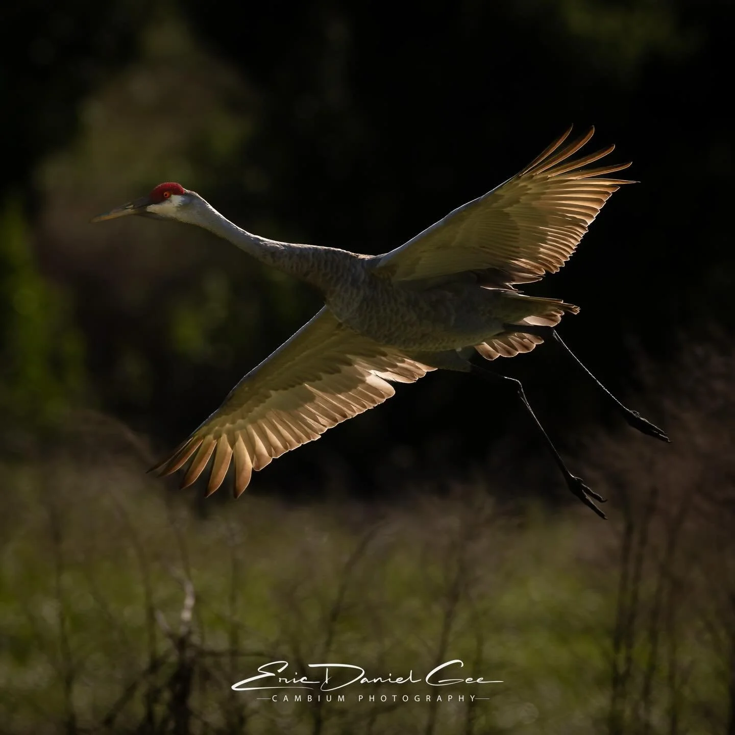 Some mornings give you a gift before the day even begins. I had just settled onto the lanai with my first cup of coffee when I heard that unmistakable call in the distance&mdash;Sandhill Cranes (Antigone canadensis) were inbound.

I told Lauren, &ldq