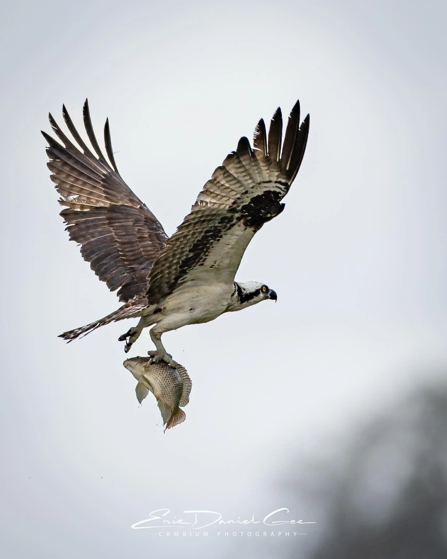 The osprey, Pandion haliaetus, is the ultimate loiterer. Hovering effortlessly above the water&rsquo;s surface, it scans for the slightest movement below, its remarkable eyesight seeming to pierce straight through the water. Then, in an instant, the 