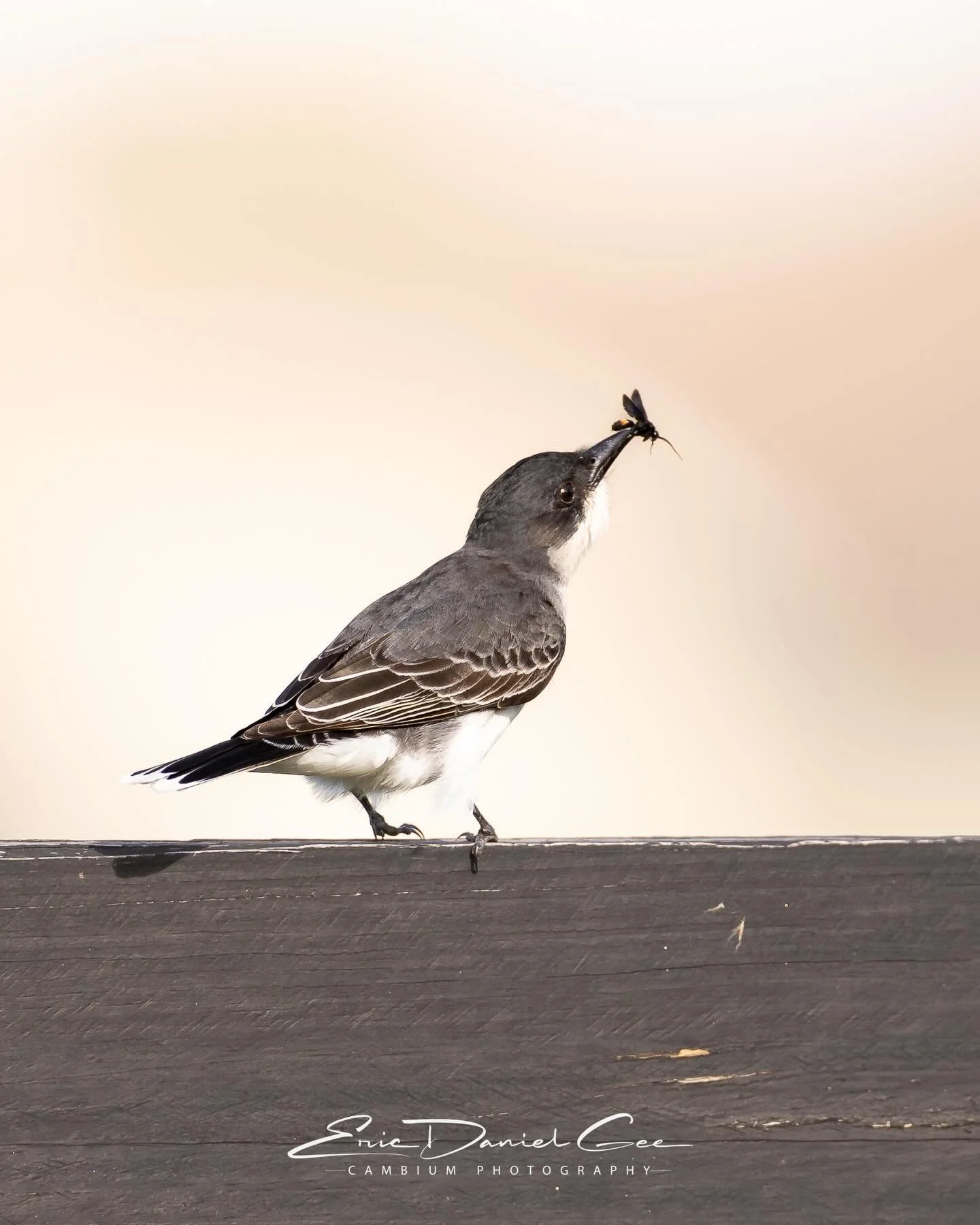 Breakfast fit for a king. 👑 From its fence top throne, an Eastern Kingbird (Tyrannus tyrannus) shows off a freshly caught mud dauber. Known for their bold hunting behavior and sharp aerial skills, kingbirds are among the most captivating songbirds t