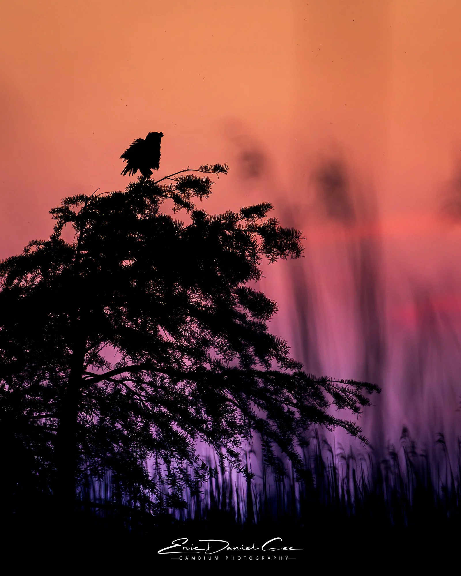 At dusk, as the last light fades, a silent hunter takes its post. Perched atop a weathered baldcypress tree, this Great Horned Owl (Bubo virginianus) surveys its surroundings with quiet precision. A quick shake and the soft, layered plumage built for
