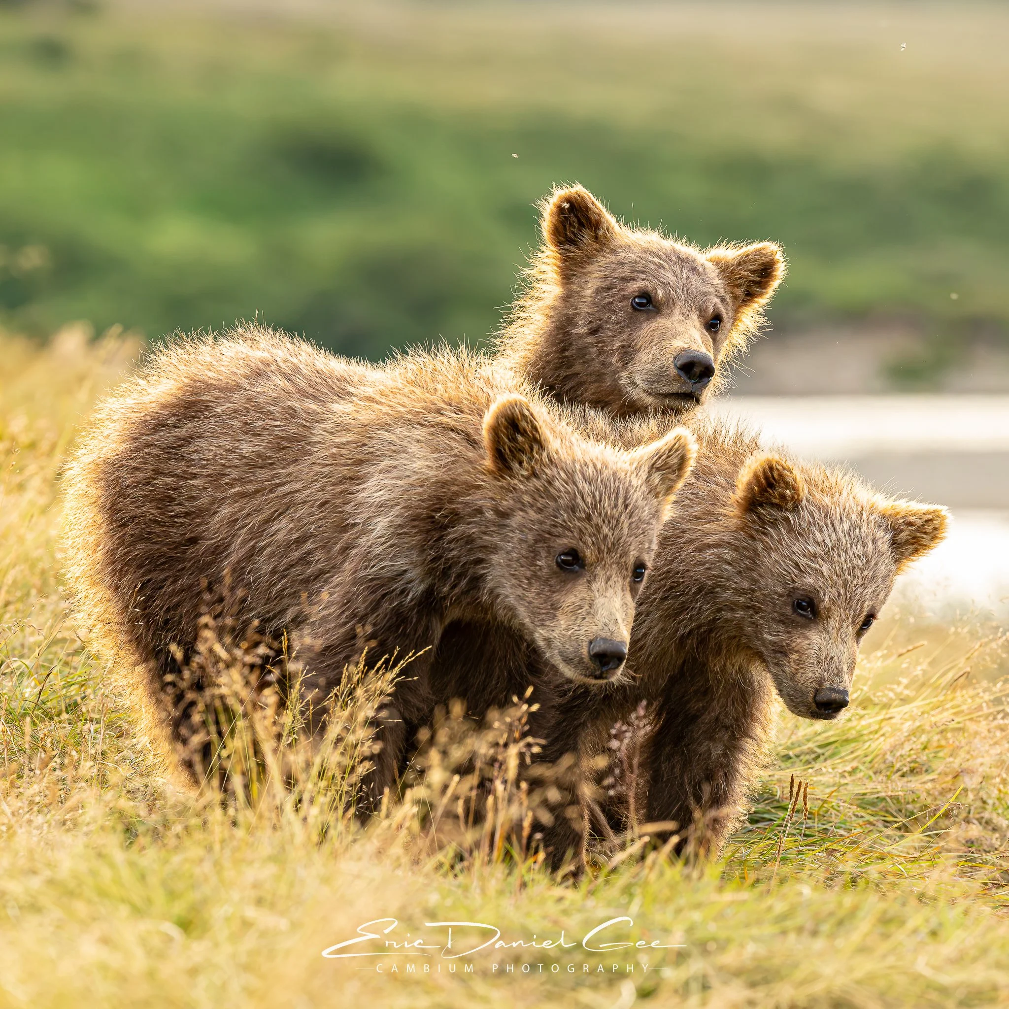 Three Little Bears