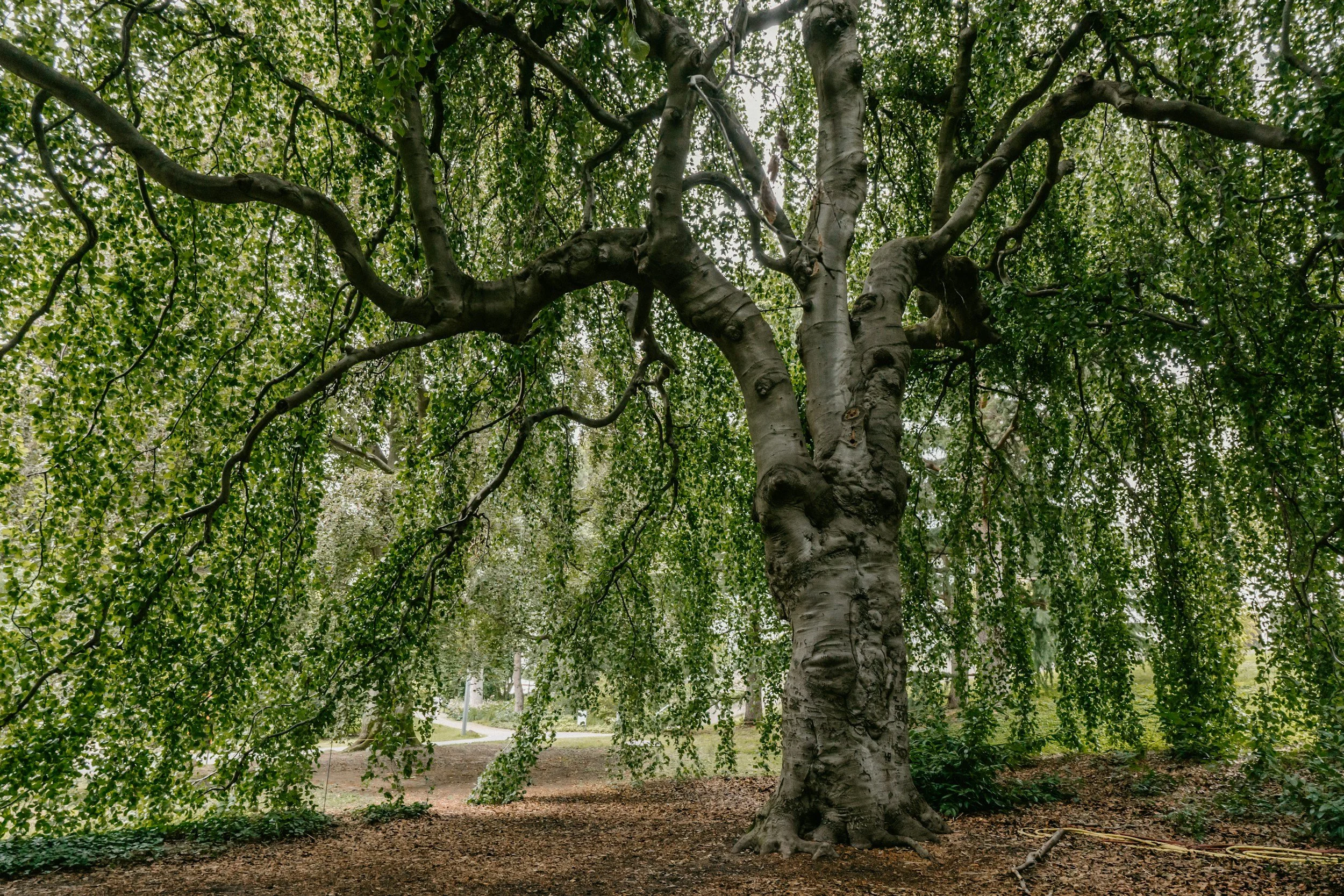 London’s Oldest Tree Has Seen Over 2,000 Years of History