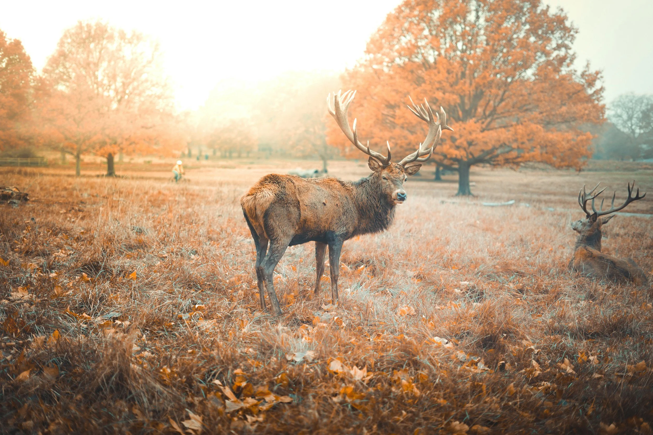 London’s Gorgeous Autumn Walks: Part 1 – Richmond