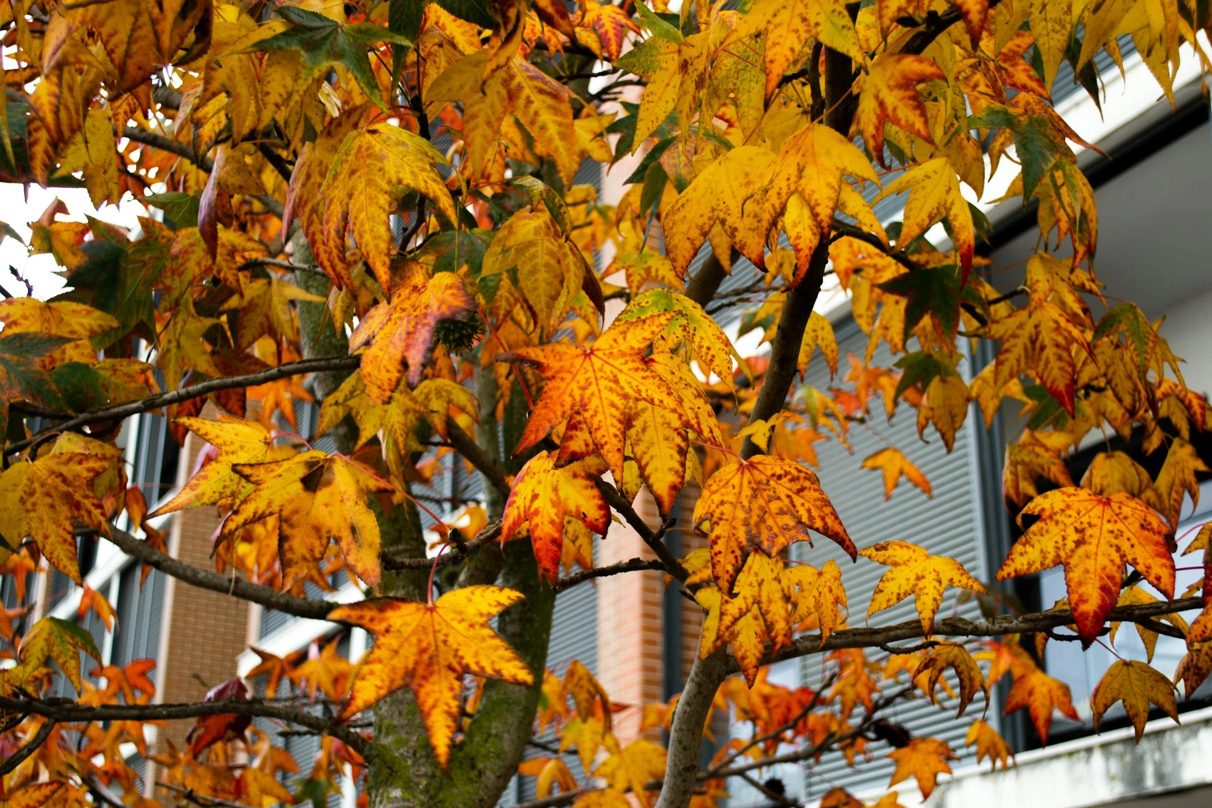 London’s Gorgeous Autumn Walks: Part 3 – Canary Wharf’s Hidden Oasis