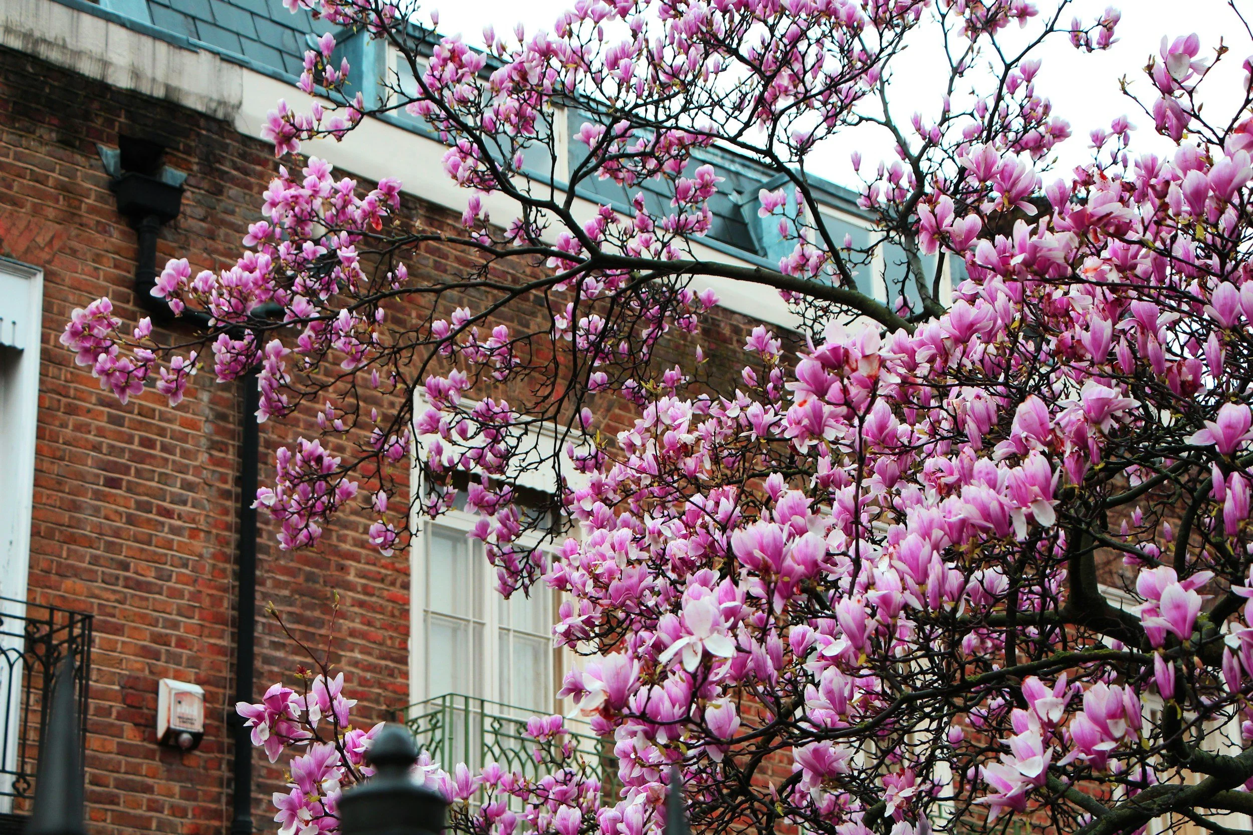 Why London Looks So Beautiful Right Now (Spring 2026 Explained)