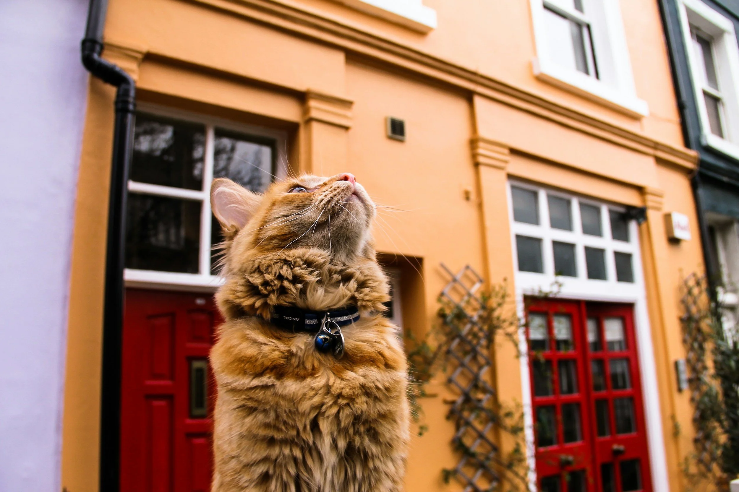 11 Best Places in London Every Cat Lover Should Visit