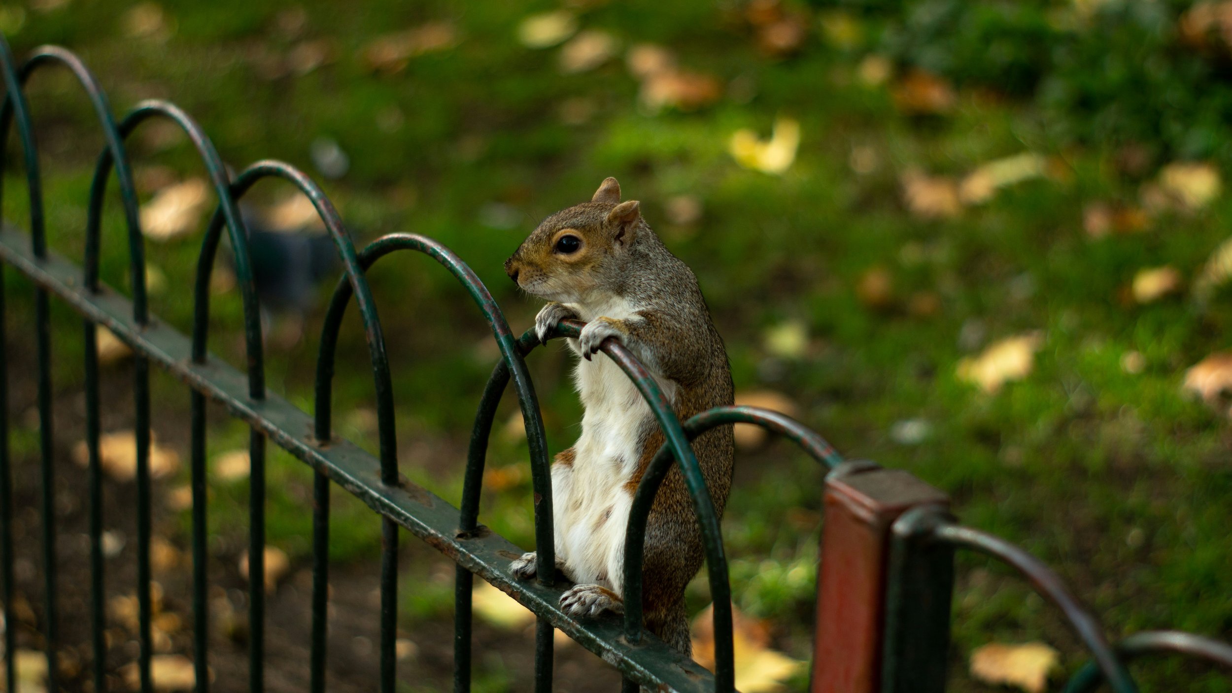 17 Best Things to Do in London If You Love Animals