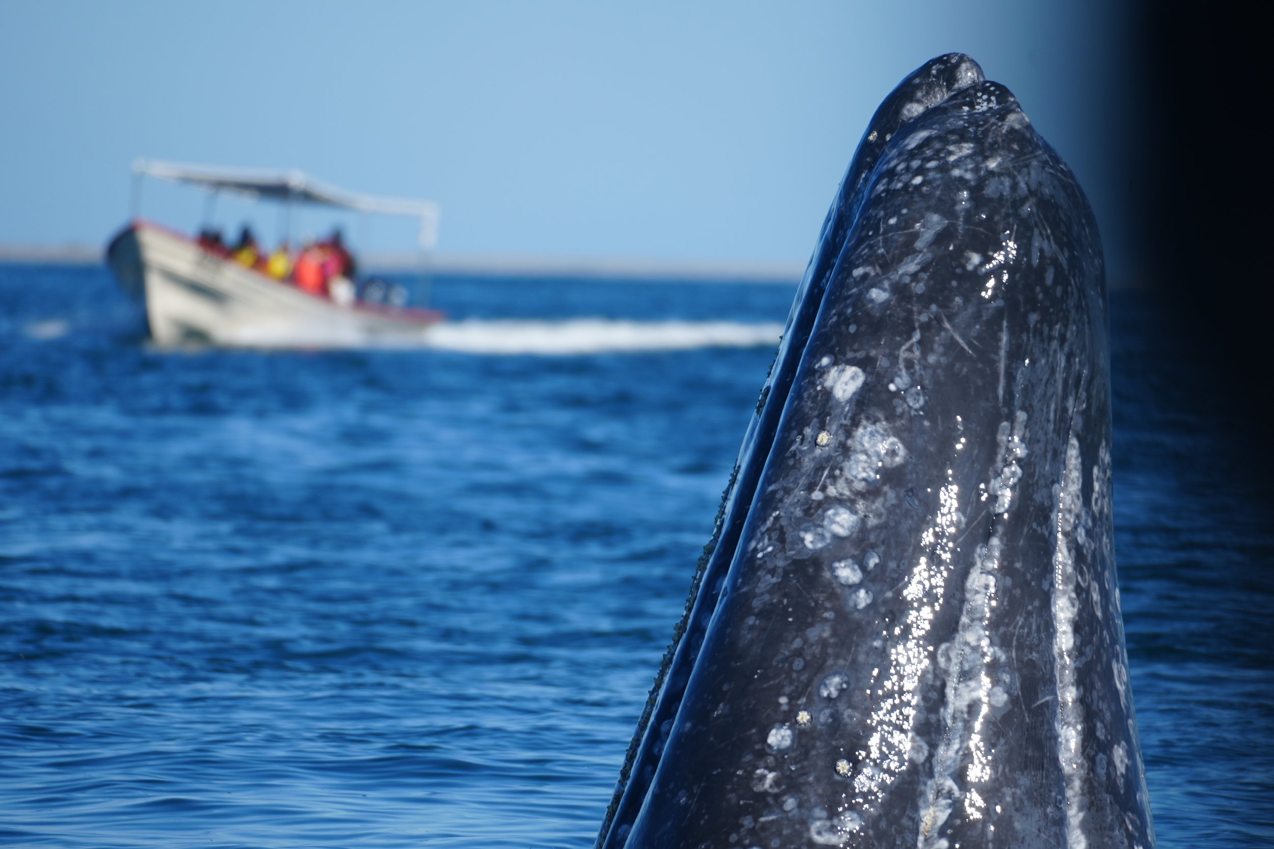 Close-up of a whale's head emerging from the water, with a speedboat in the background on the open sea.