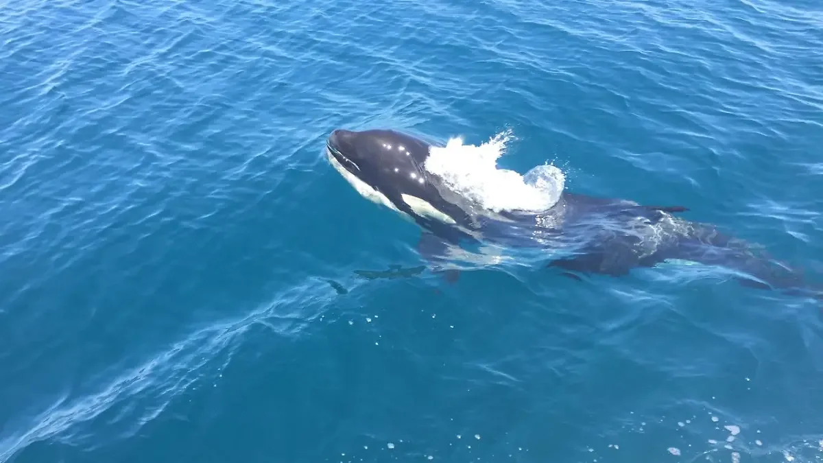 Orca en el mar