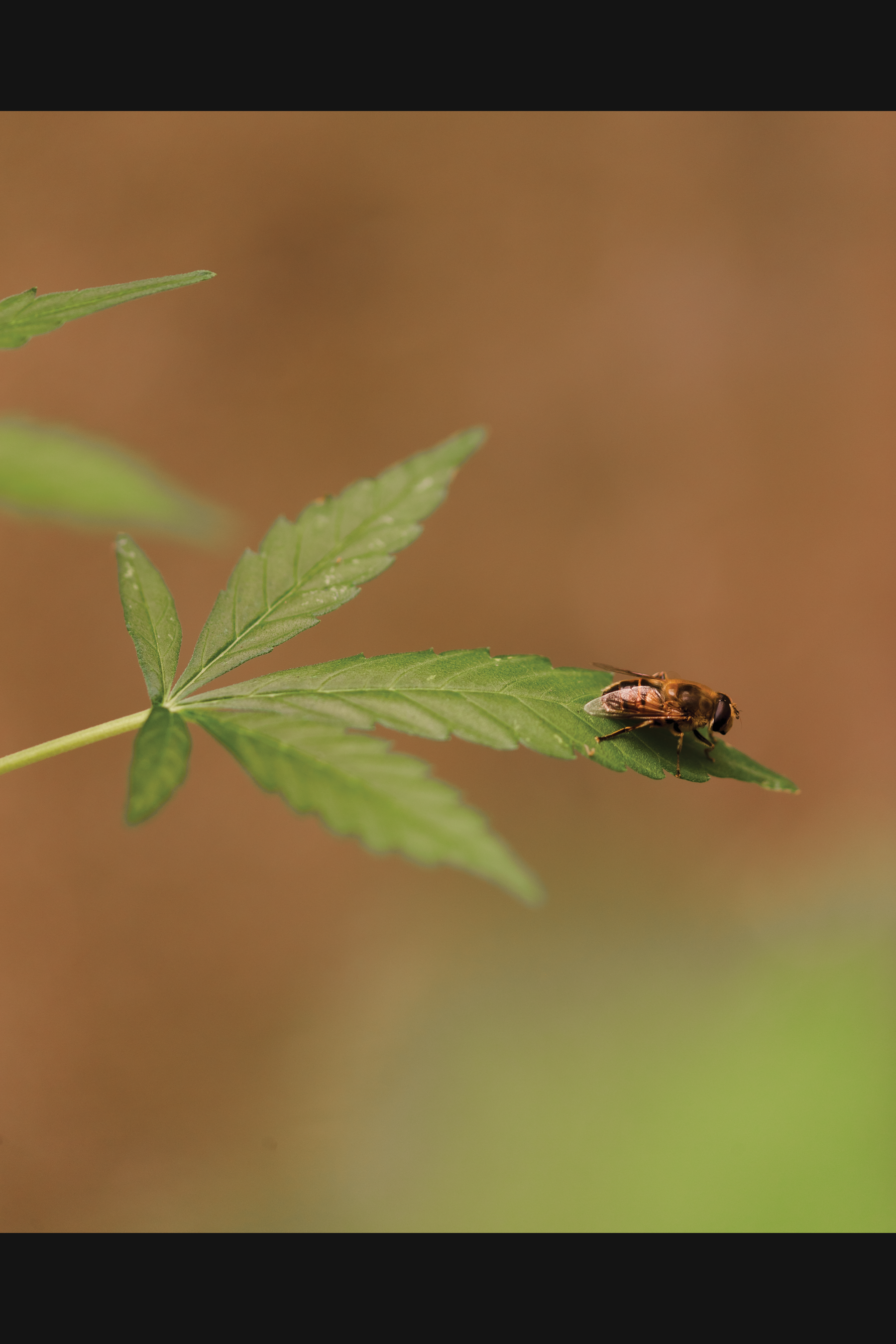 cannabis leaf decor