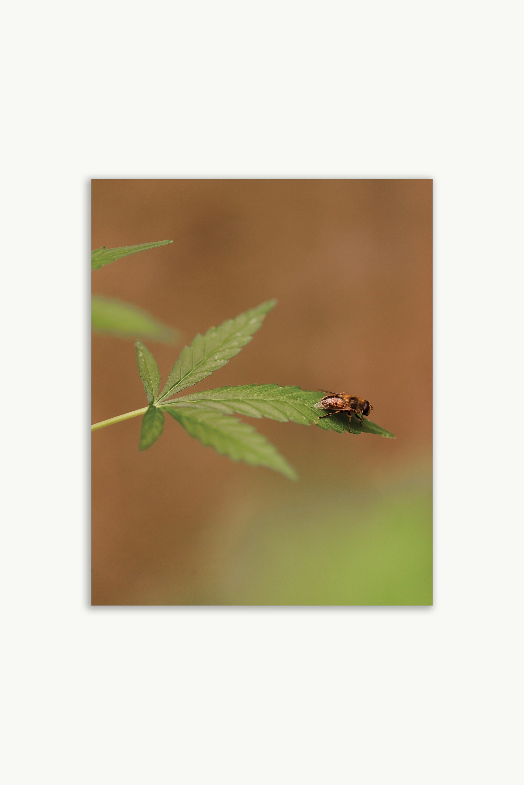 cannabis leaf fine art print