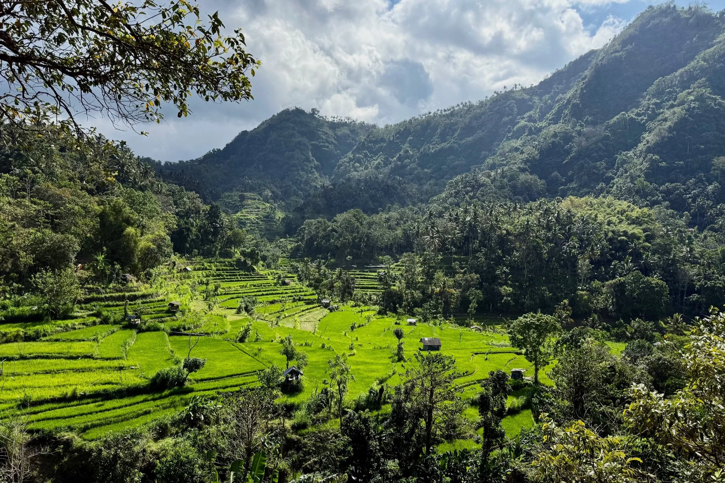 rice field terraced lush green nature bali