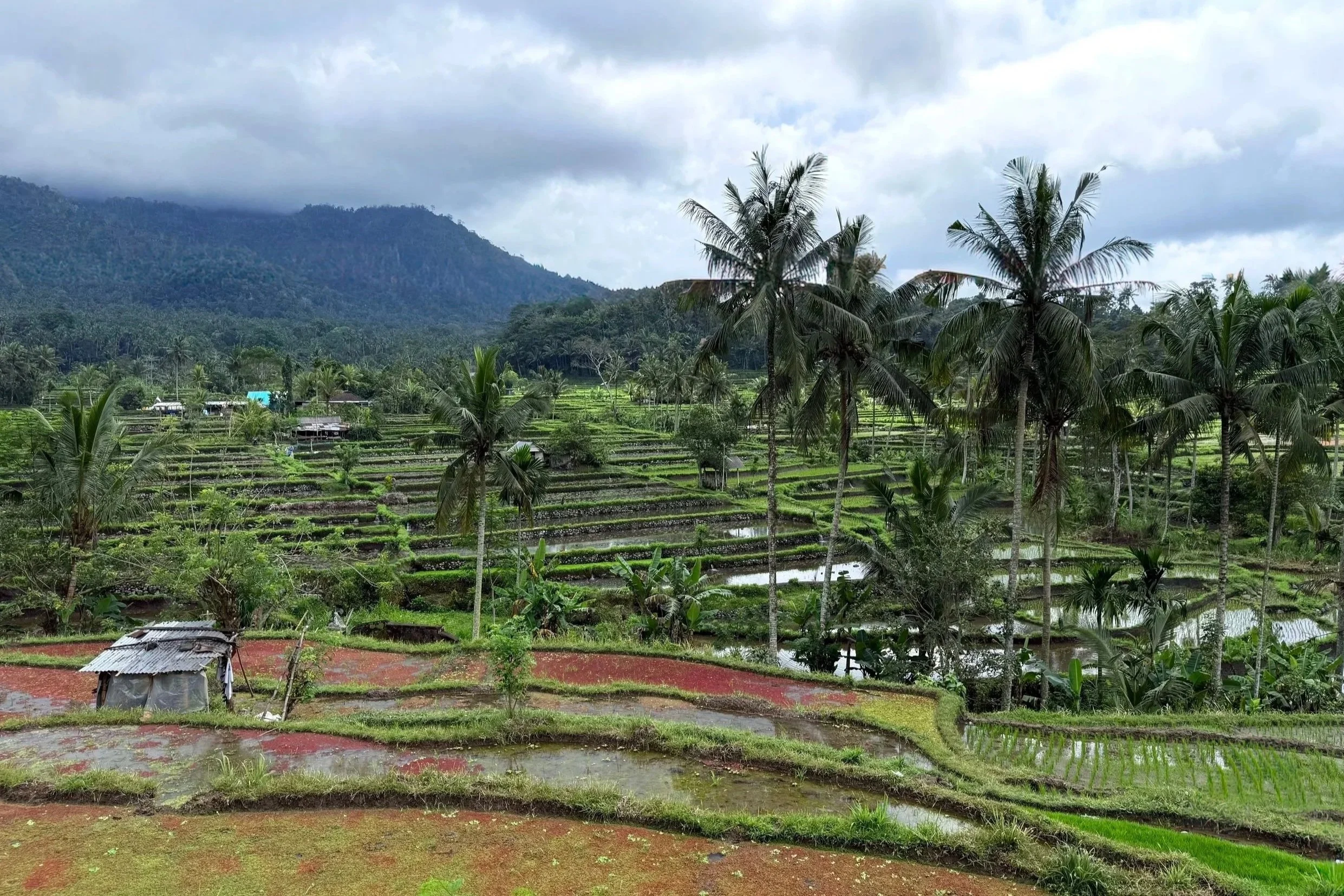 rice field terrace bali indonesia green palm tree nature mountain photography landscape