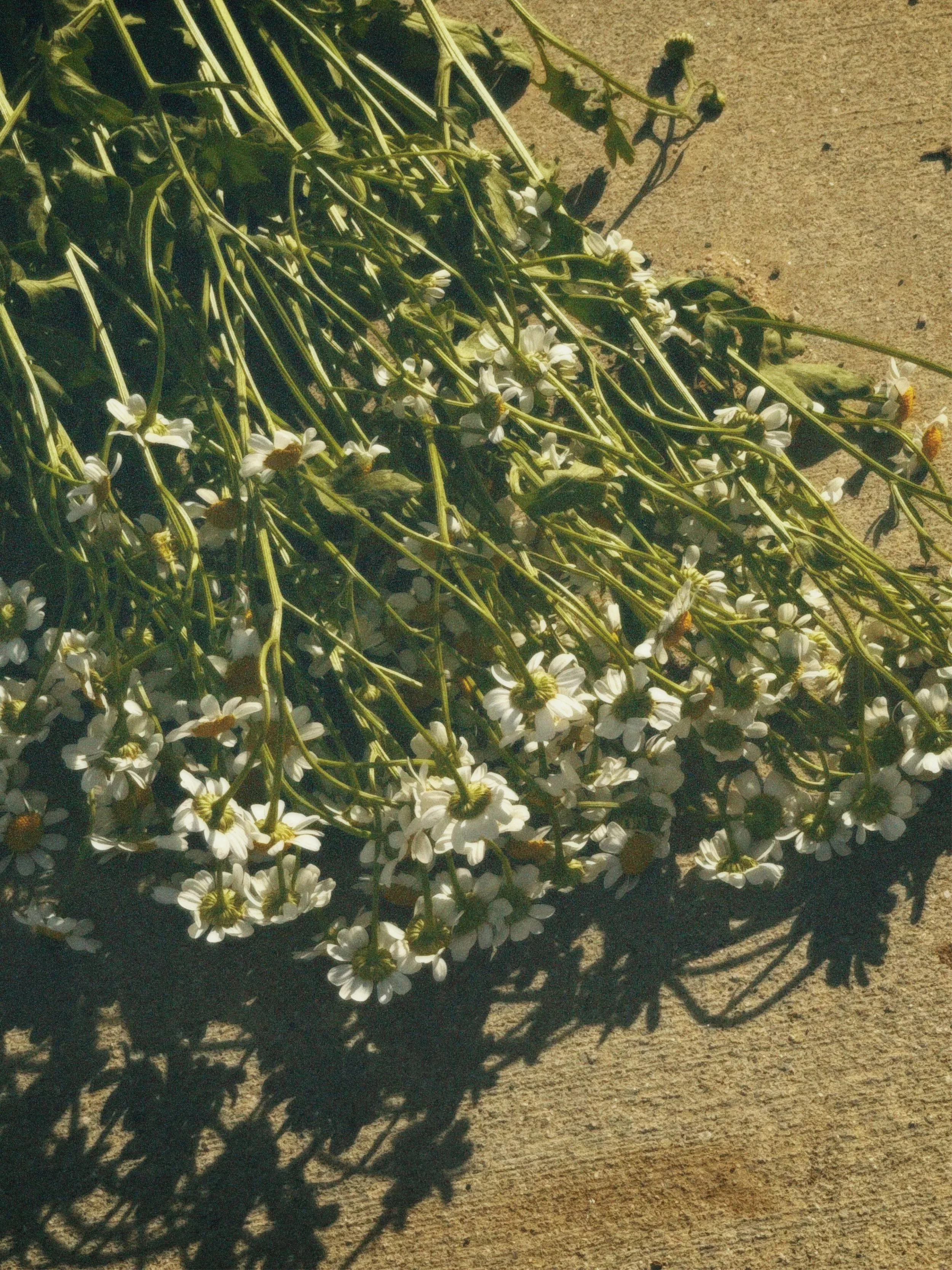 cpm35 2025-02-09 094849.331.jpg