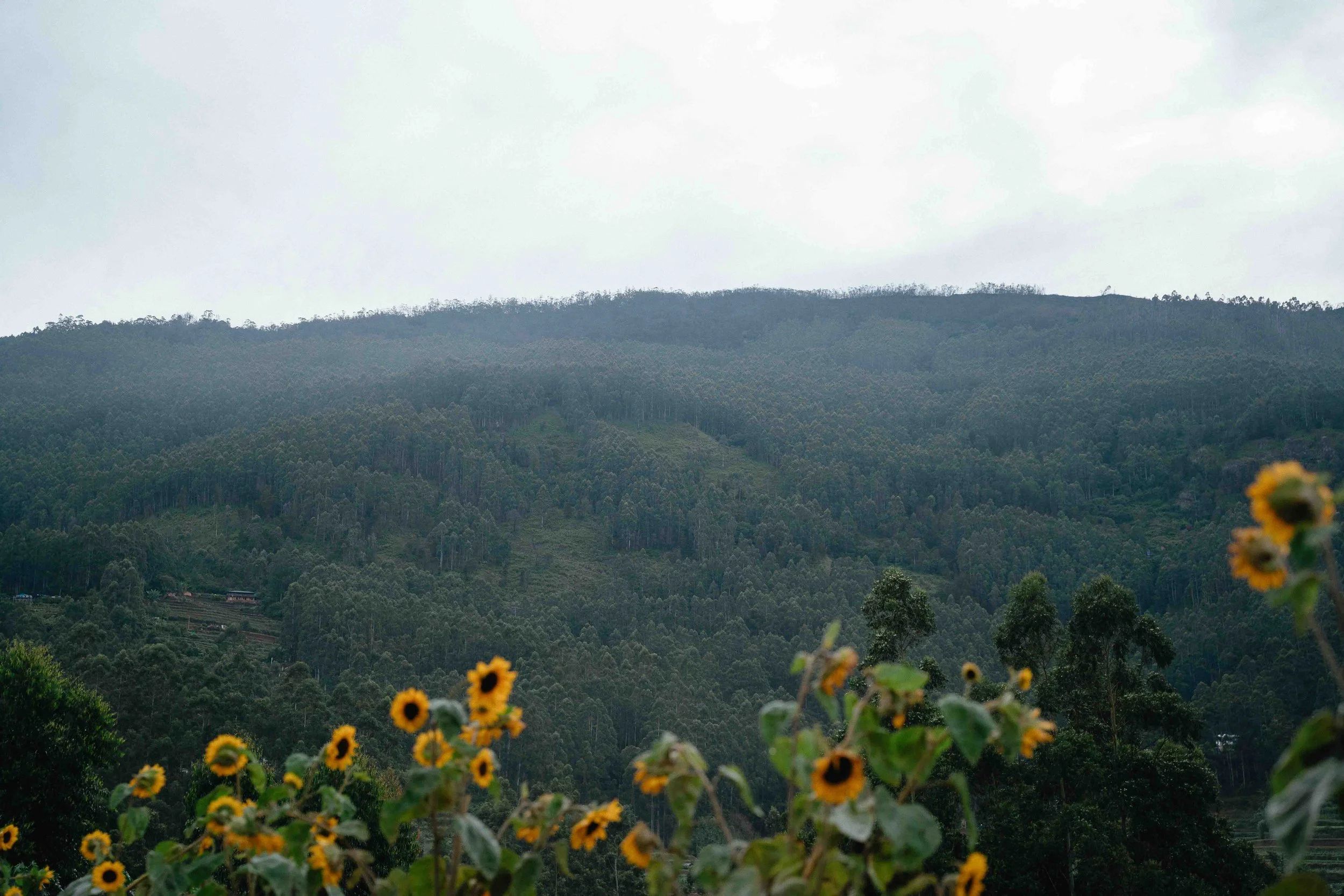 under the mountains-2.jpg