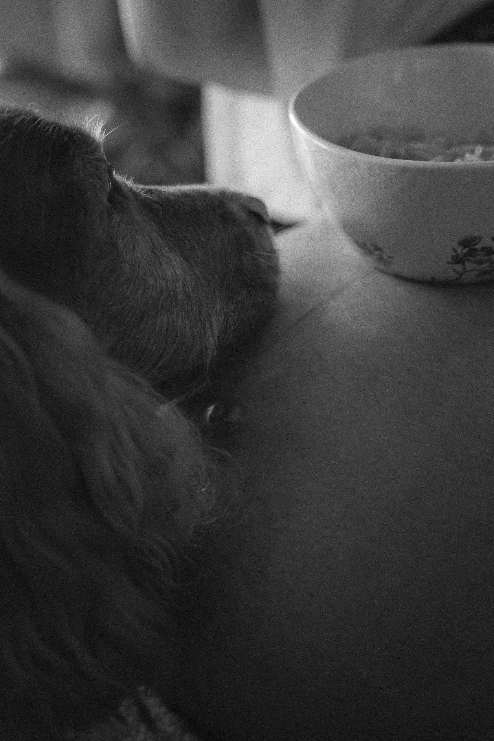 Bump it with fur-21.JPG