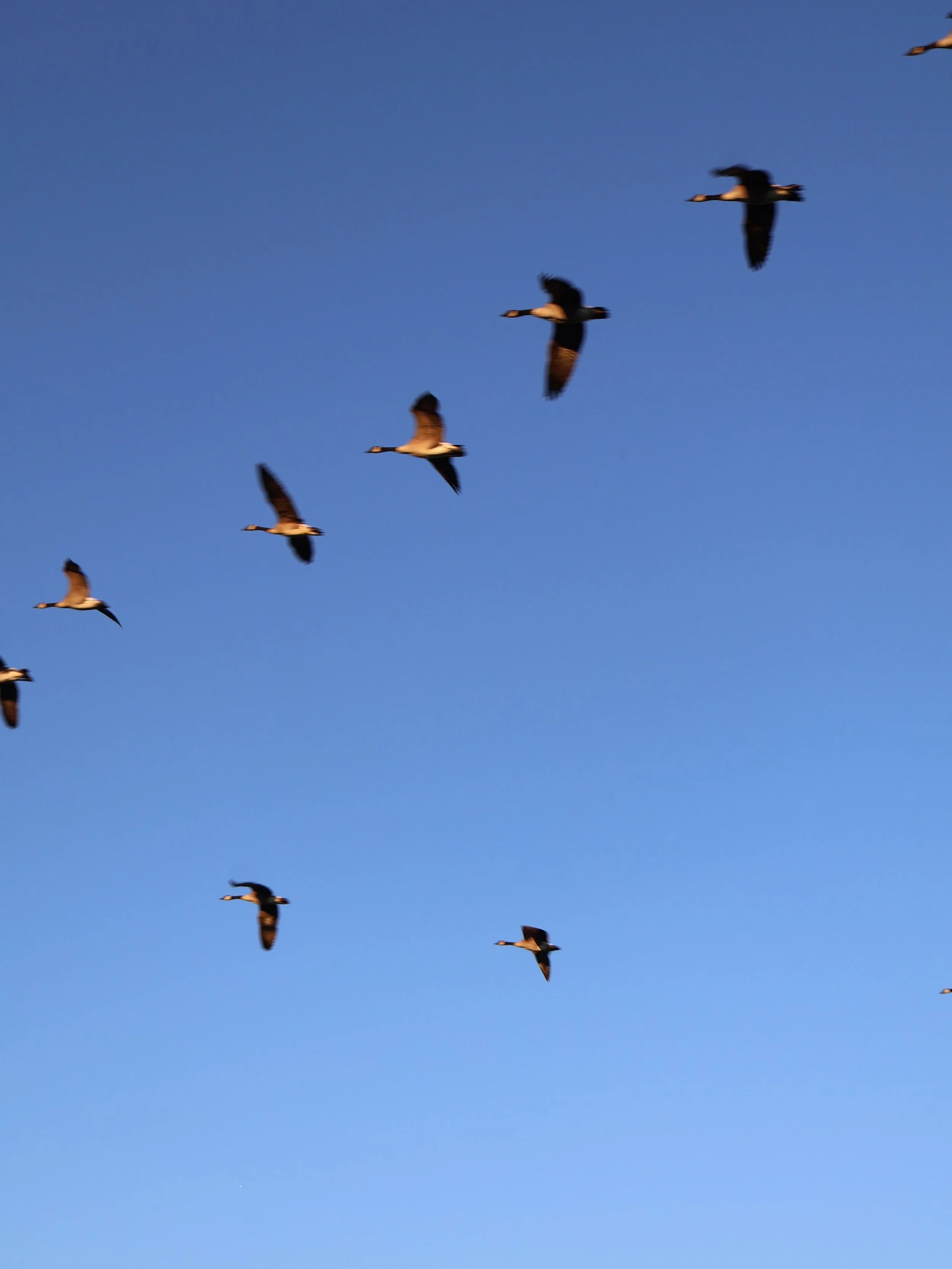 I was on a walk this morning and looked up to see a bird overhead. I had this thought: We flap so we can fly. We fly so we can coast. 

Both are needed. The action, the doing, and the rest and gliding. 

If you&rsquo;re in a space of doing the flappi