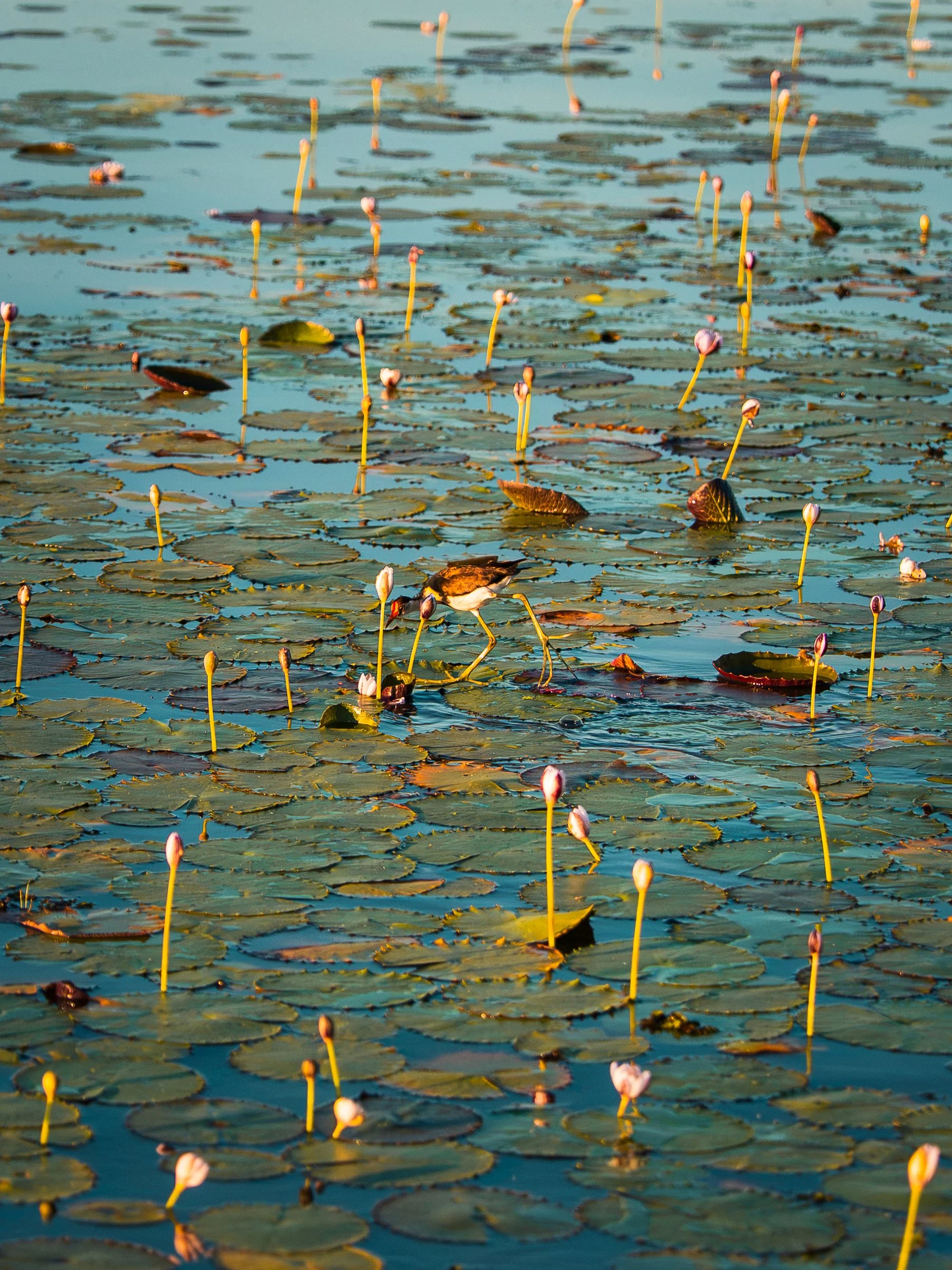 Yellow Waters 1 - @rxbbiel.jpg