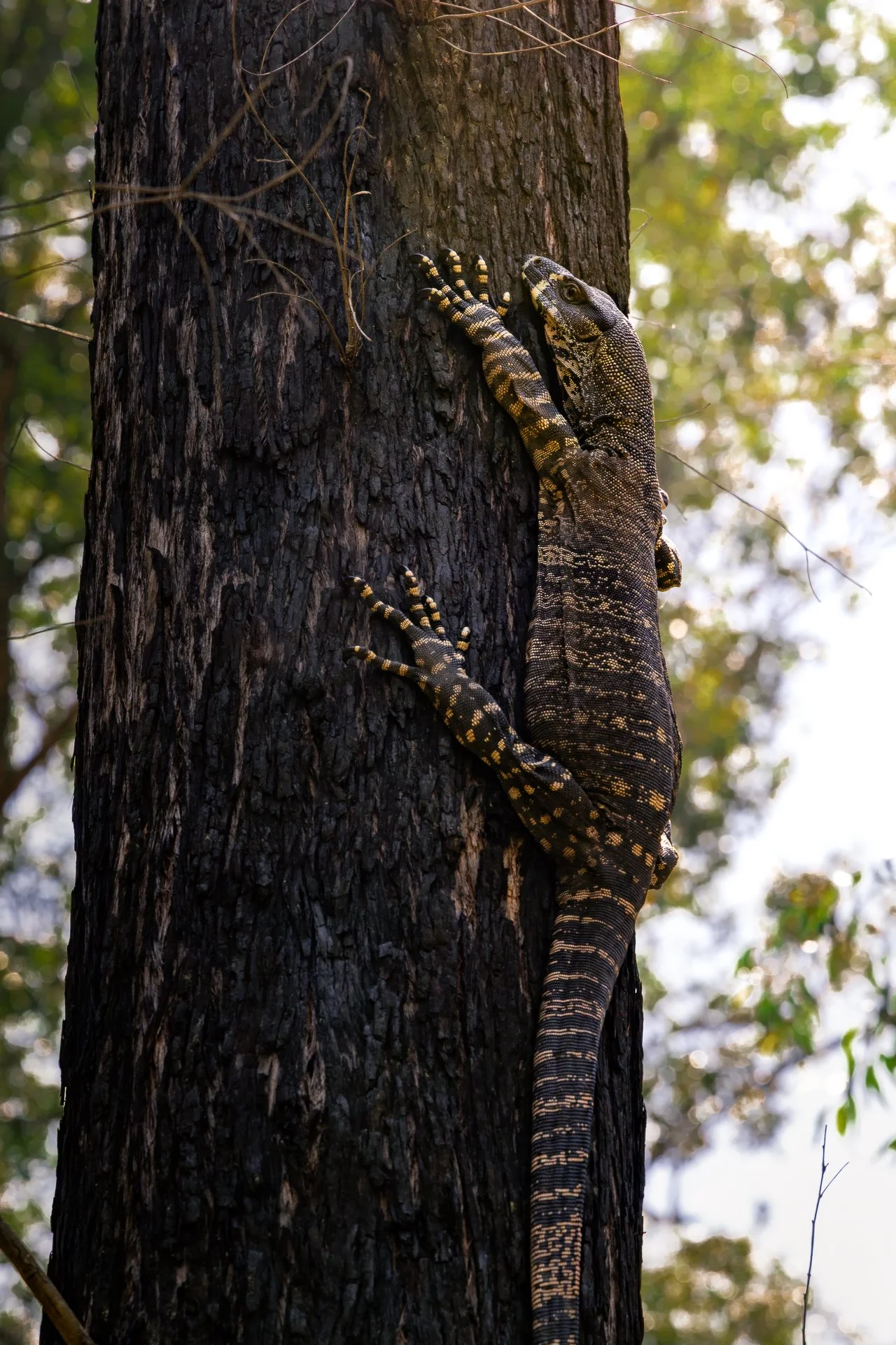 Lizard Edit 1-Topaz-Gigapixel-4X-2.jpg