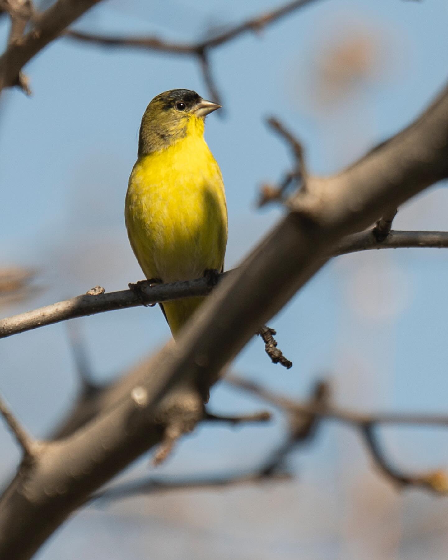 I should be glad if all the meadows on the earth were left in a wild state, if that were the consequence of men&rsquo;s beginning to redeem themselves. -Henry David Thoreau Bird- common yellowthroat warbler #thoreau #birds_nature #birdphotography #ni