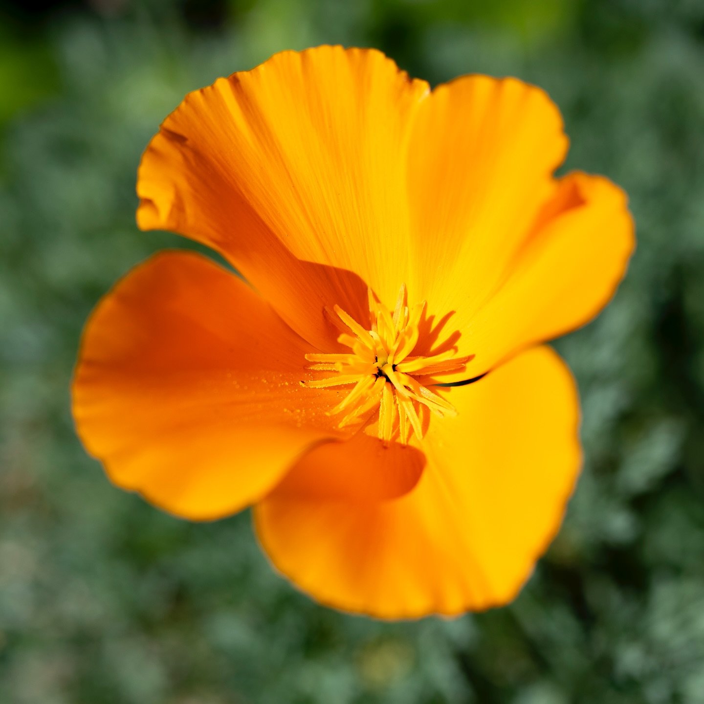 California poppies are popping up everywhere! The state flower can be seen around neighborhoods, parks, on the side of freeways and really anywhere in California. Just don&rsquo;t pick them and leave them for the next person to see.

#california #gol