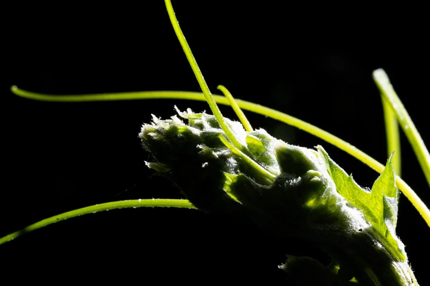 What do you mean the galaxy is Orion&rsquo;s Belt? It&rsquo;s just three stars!

There is a whole universe in the details when you look at small things. Do you know what this pictured? Comment what you think it is below.

#nikon #macro #plants #bodeg