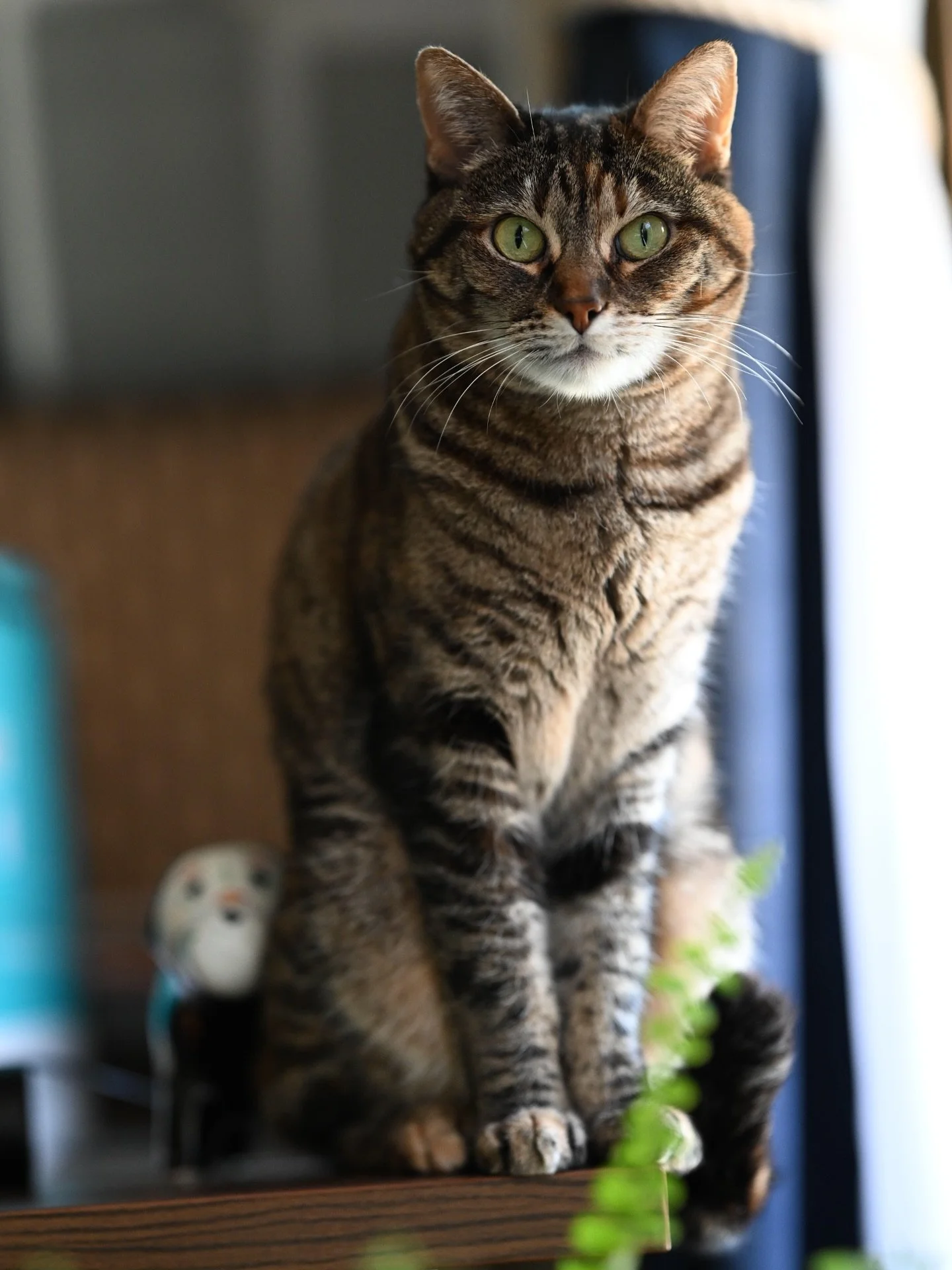 Photogenic cat does photogenic cat things.

#catsofinstagram #arya #treatsnow