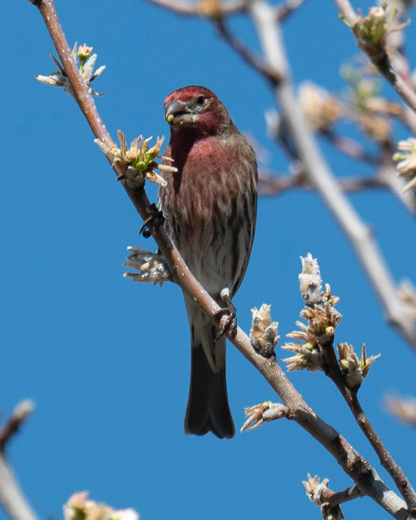 &ldquo;Sometimes doing your best is not good enough. Sometimes you must do what is required.&rdquo;

&mdash; Winston Churchill 

picture of a male house finch #finch #birdsphotography #sacramento #nikonz
